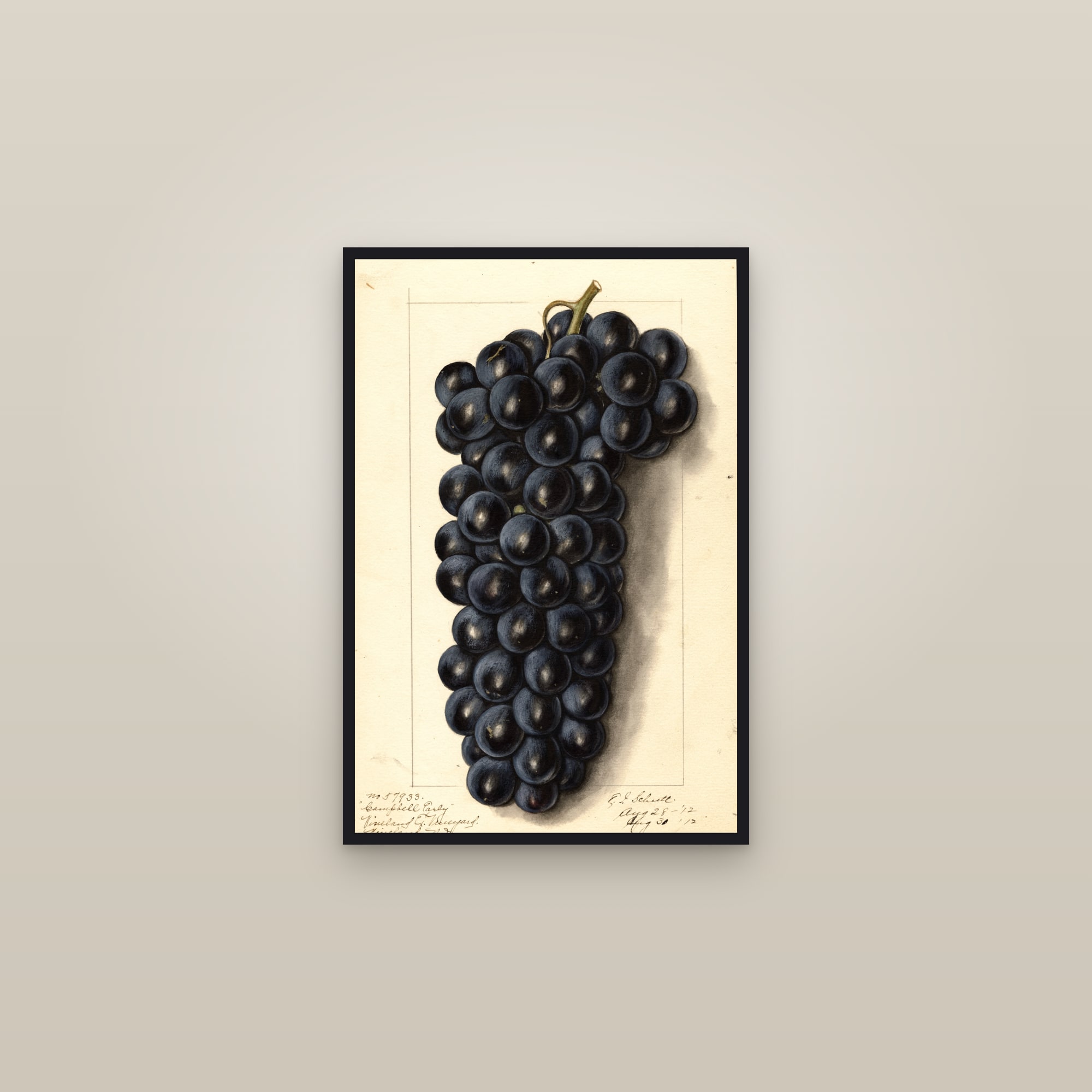 Campbells Early Grape — framed in a gallery setting