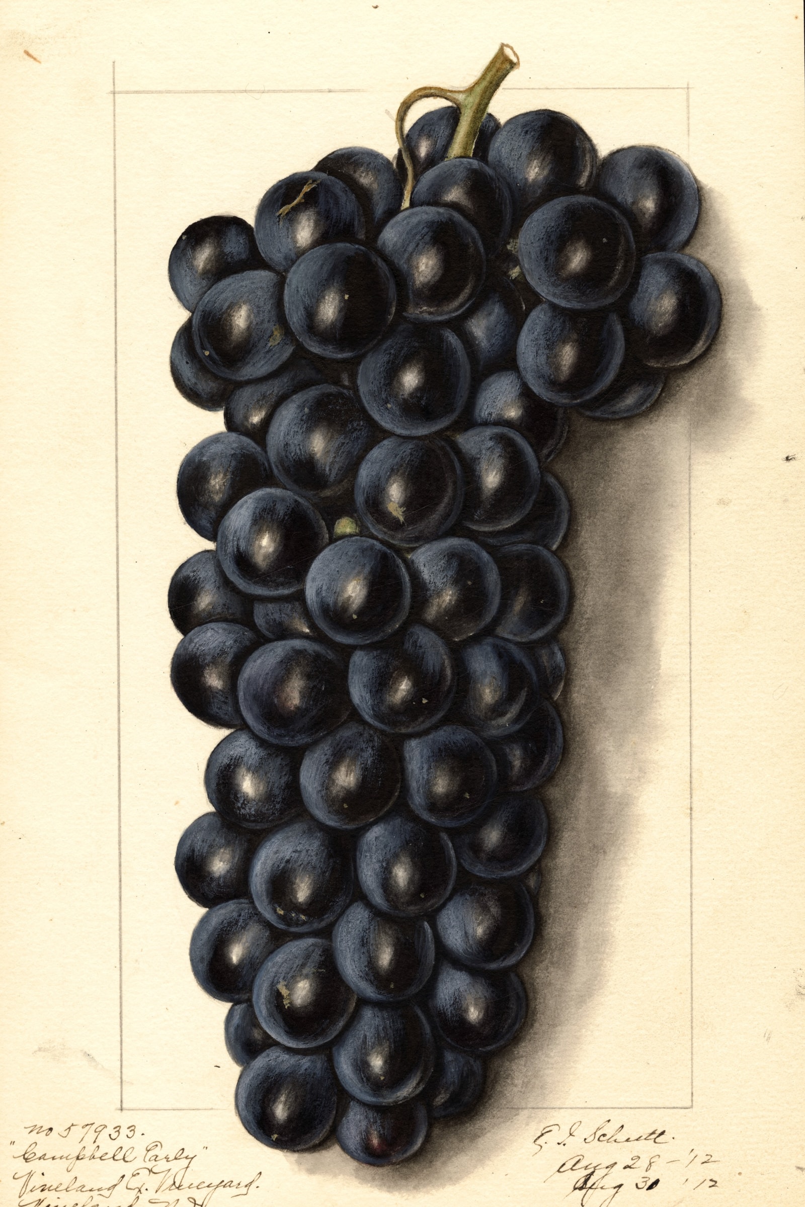 Campbells Early Grape