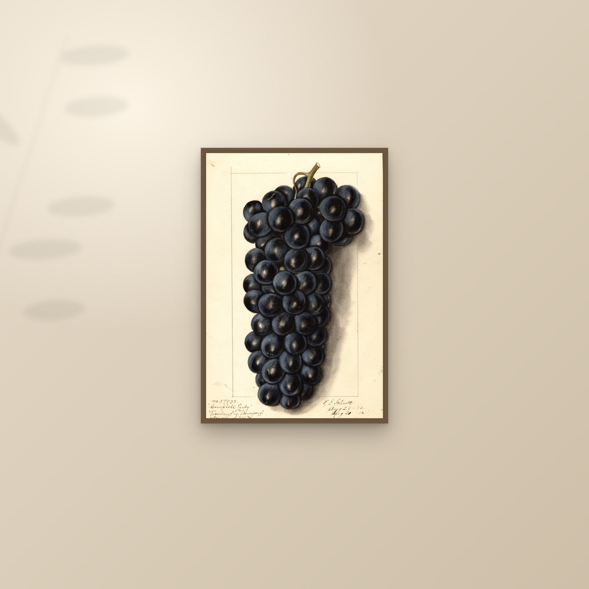 Campbells Early Grape — framed and styled on a sunlit wall