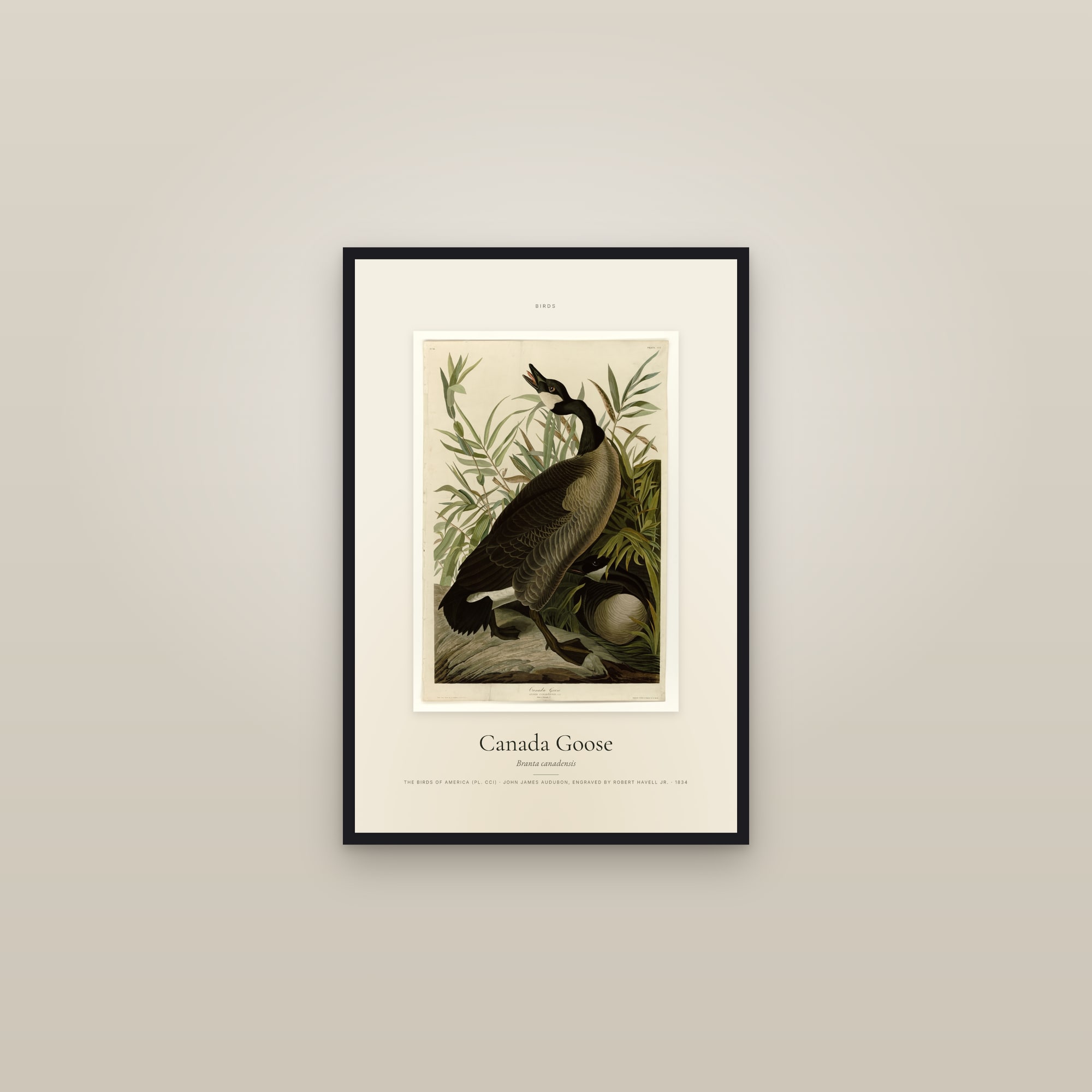 Canada Goose — Specimen — framed in a gallery setting
