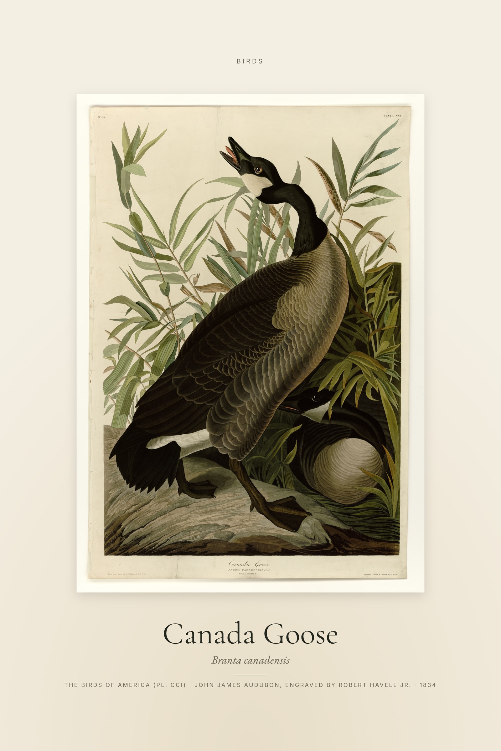 Canada Goose — Specimen