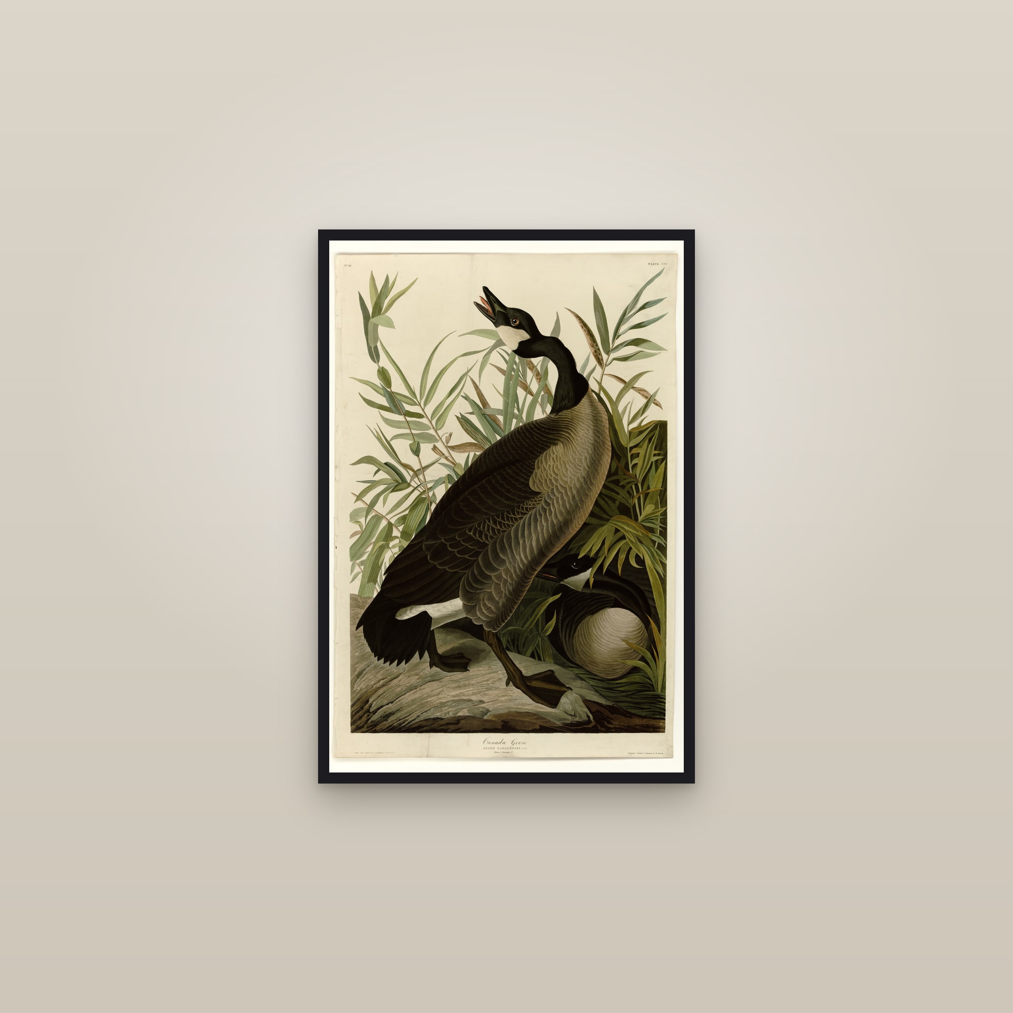 Canada Goose — framed in a gallery setting