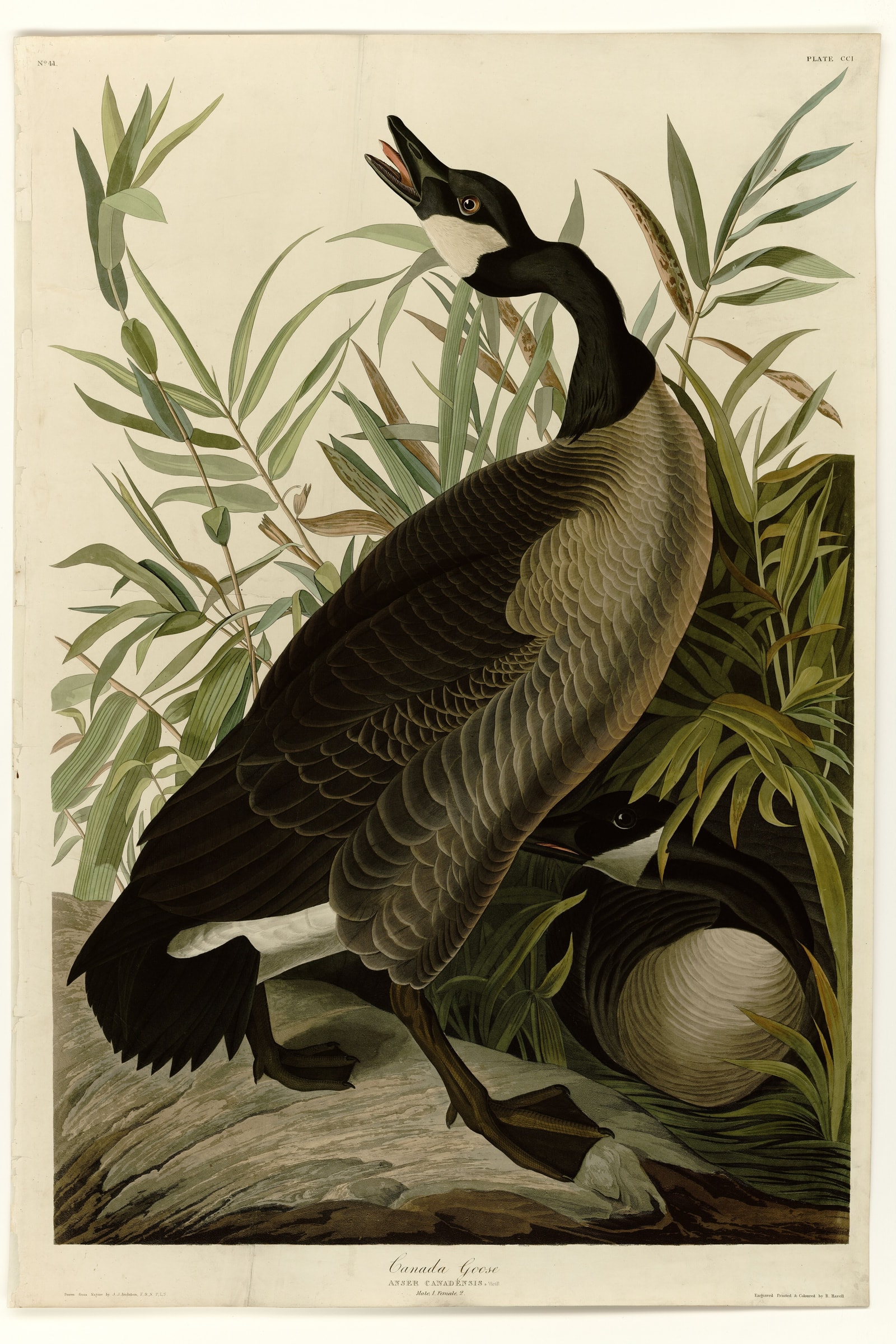 Canada Goose