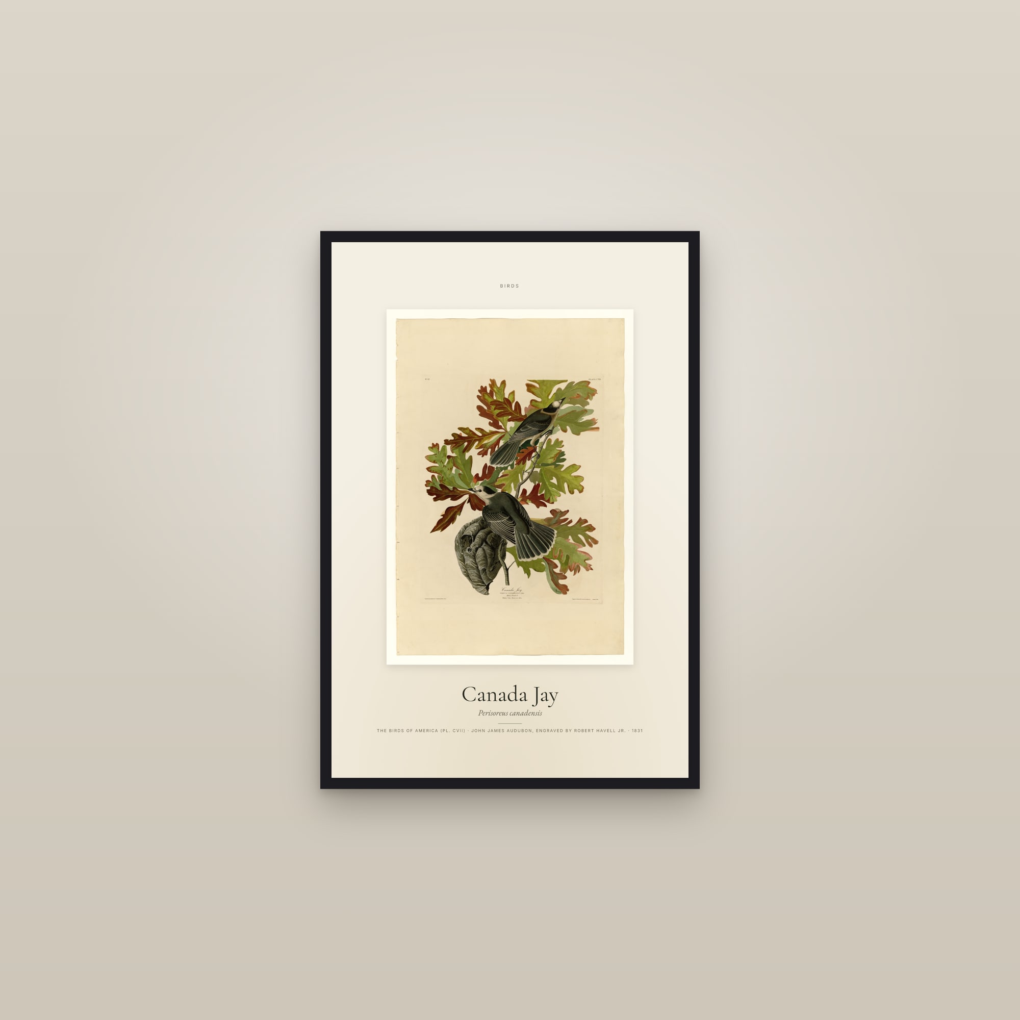 Canada Jay — Specimen — framed in a gallery setting