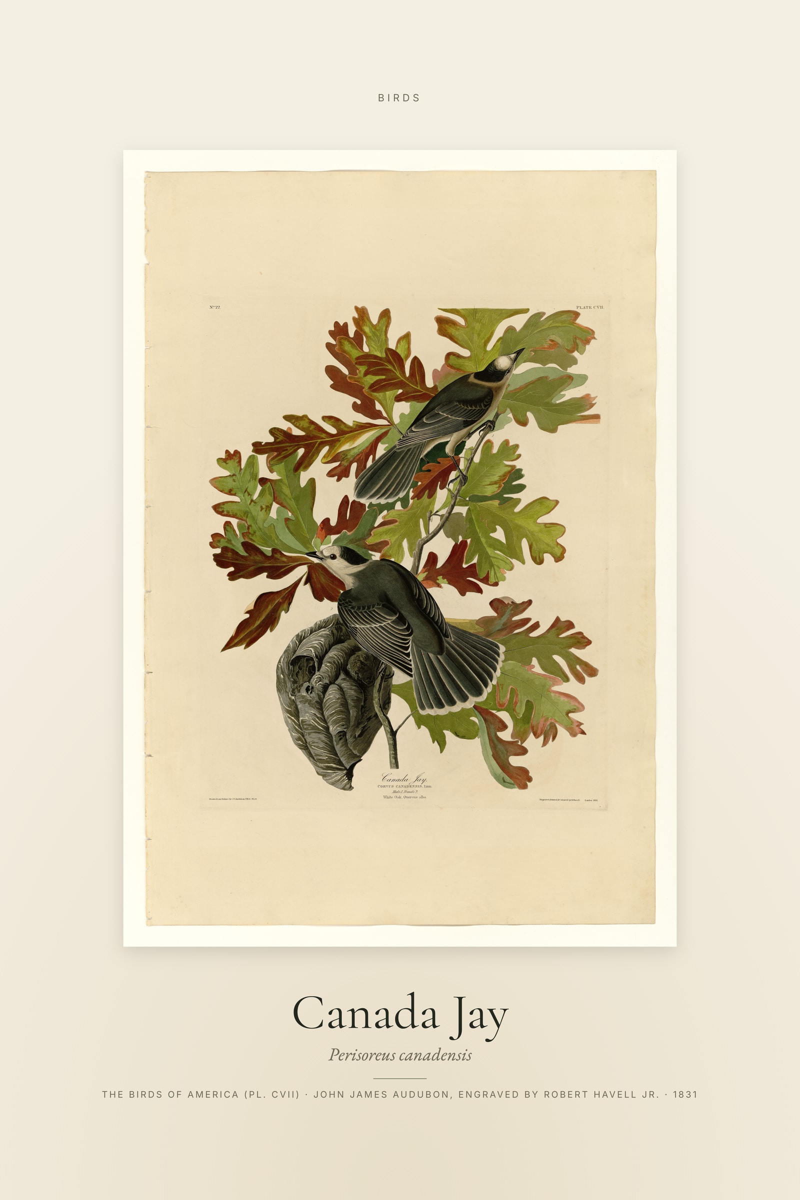 Canada Jay — Specimen