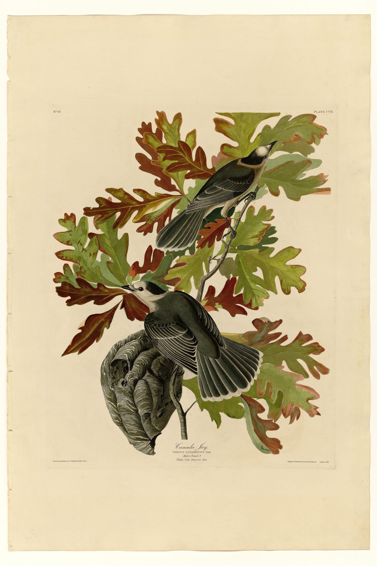 Canada Jay