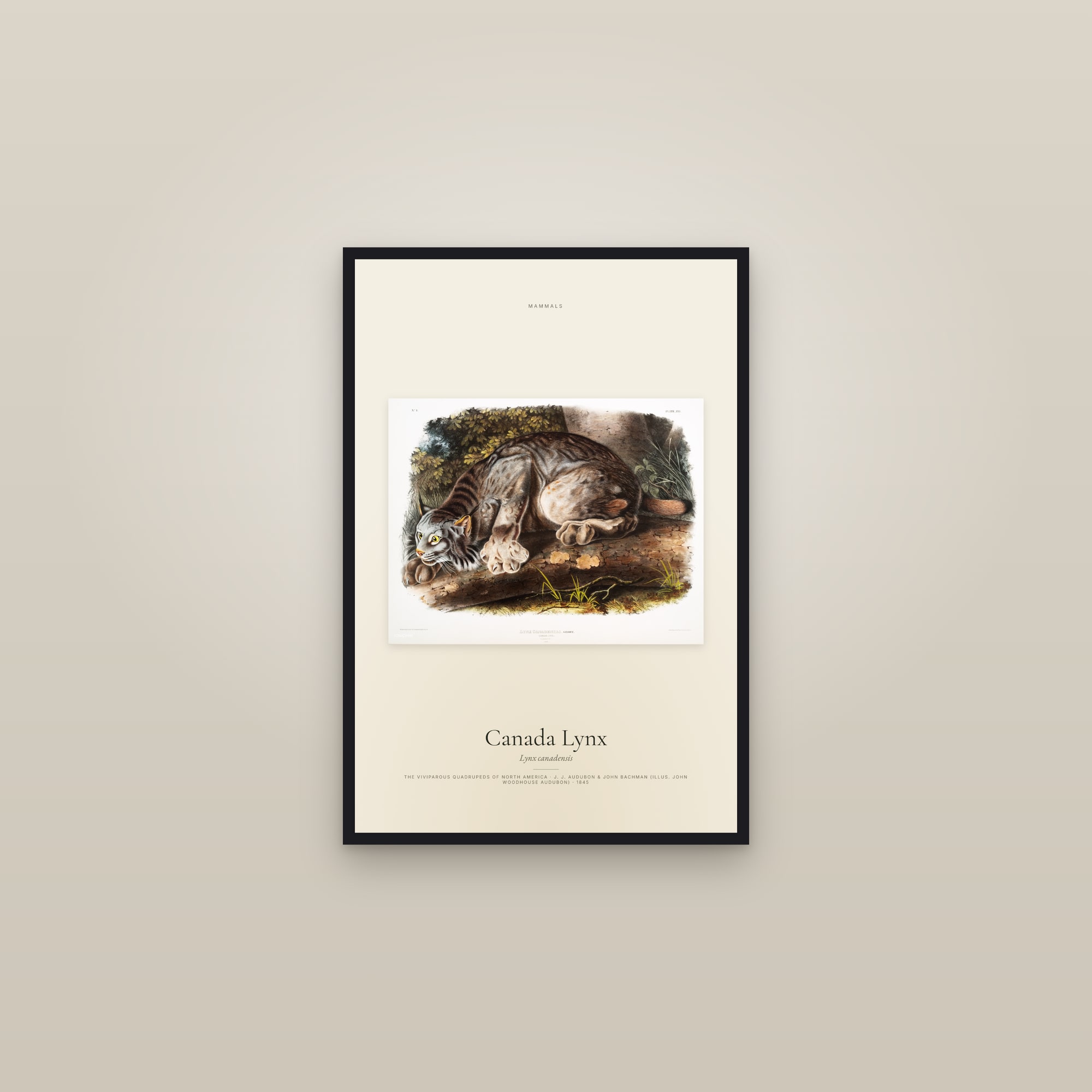 Canada Lynx — framed in a gallery setting