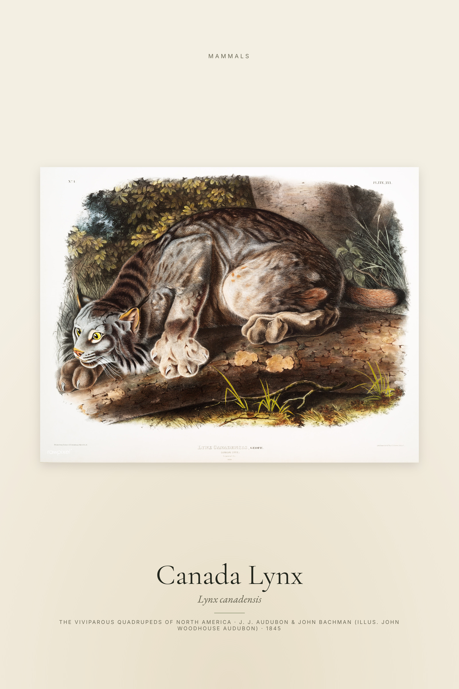 Canada Lynx