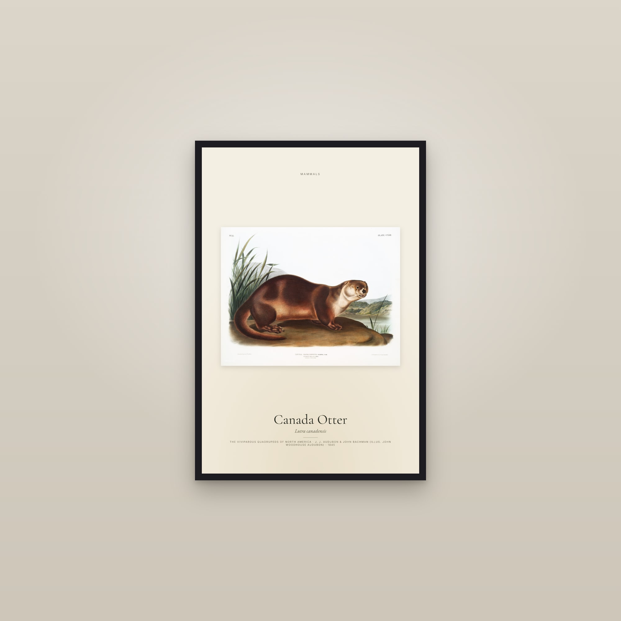 Canada Otter — framed in a gallery setting