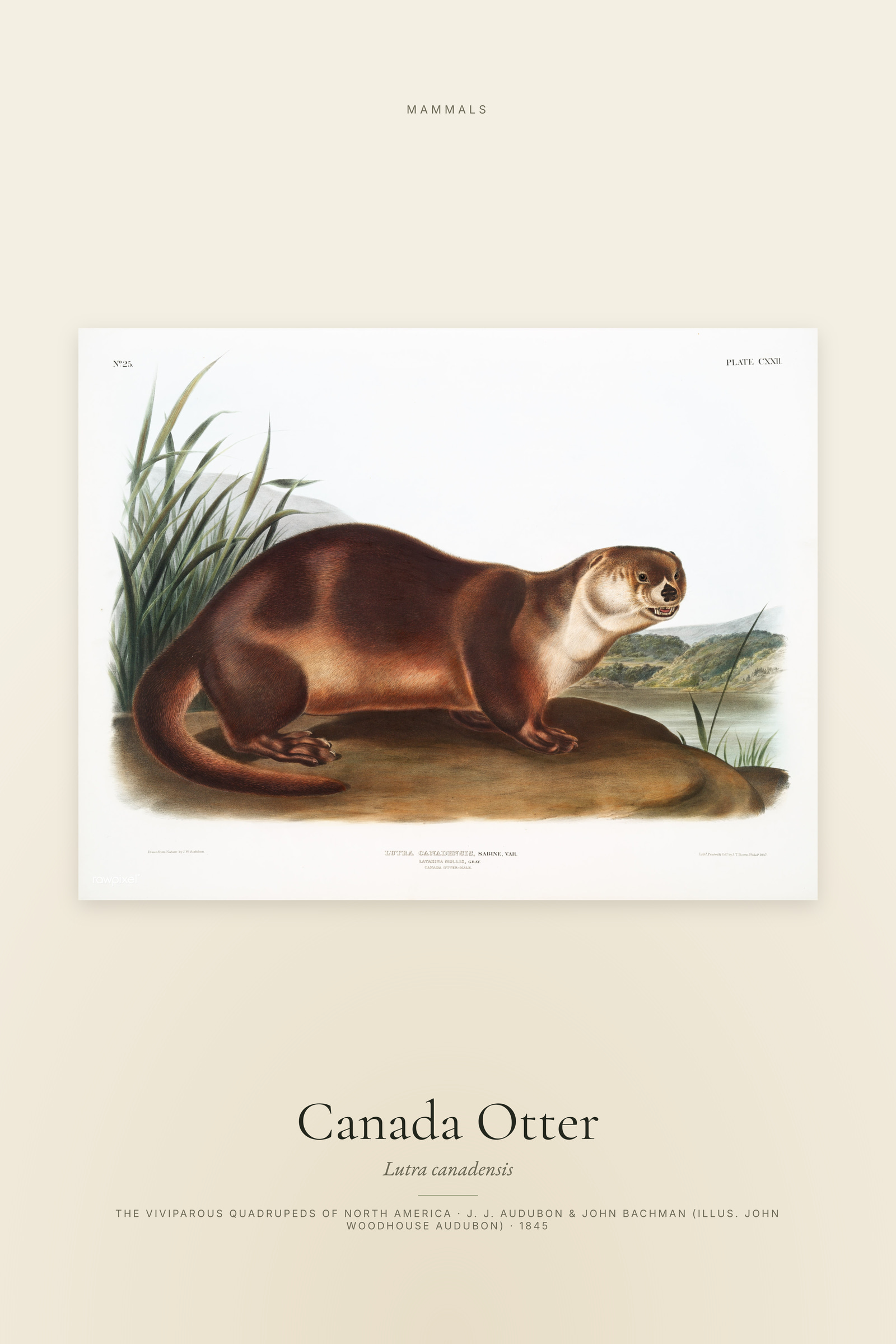 Canada Otter