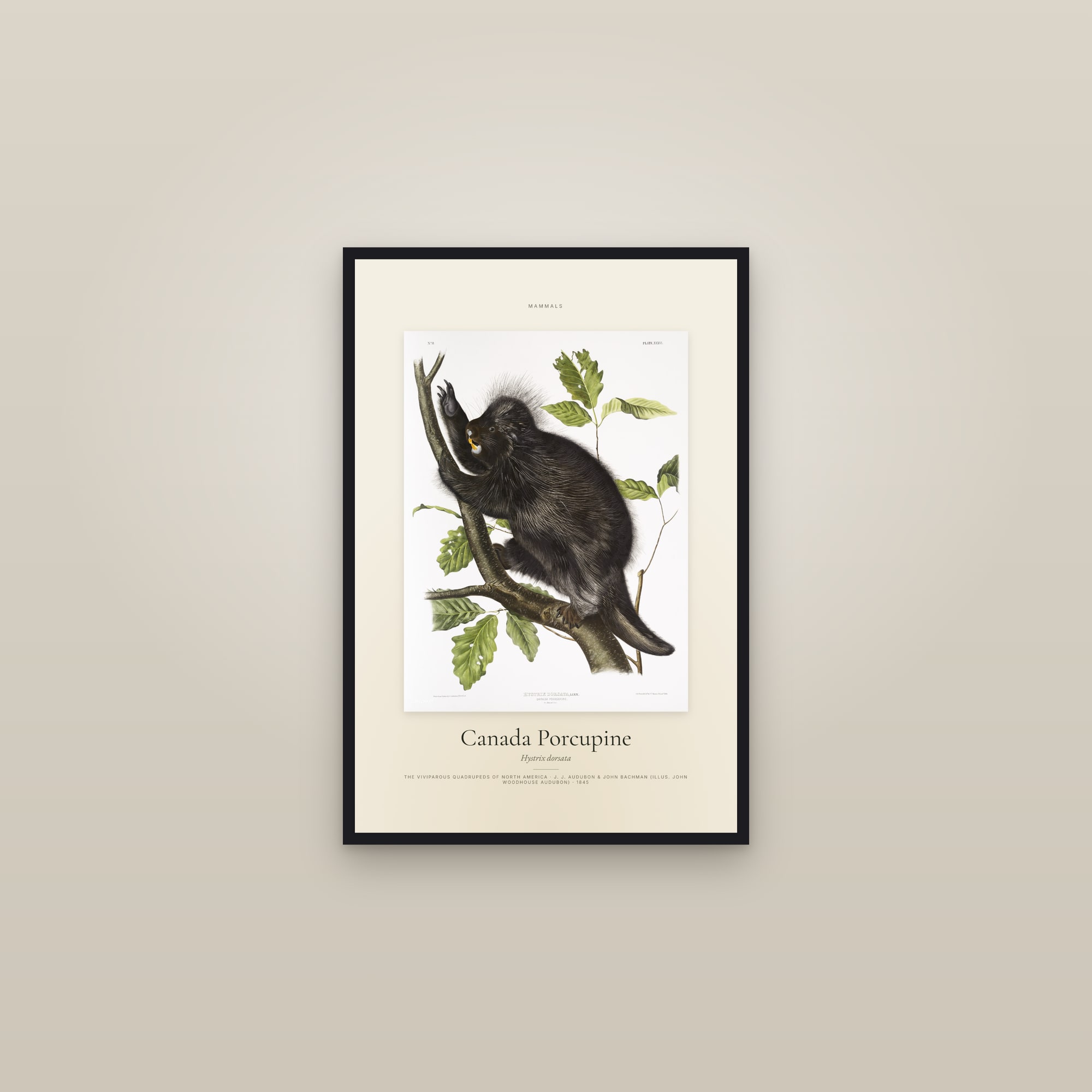 Canada Porcupine — Specimen — framed in a gallery setting