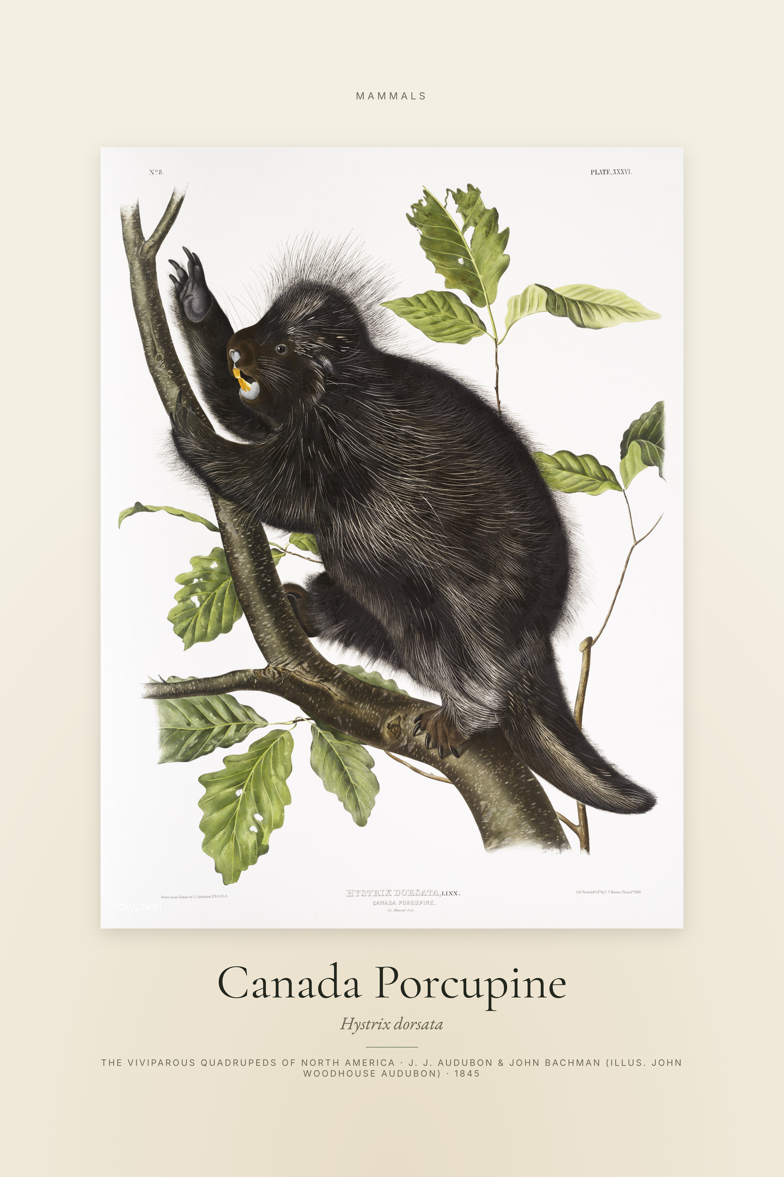 Canada Porcupine — Specimen