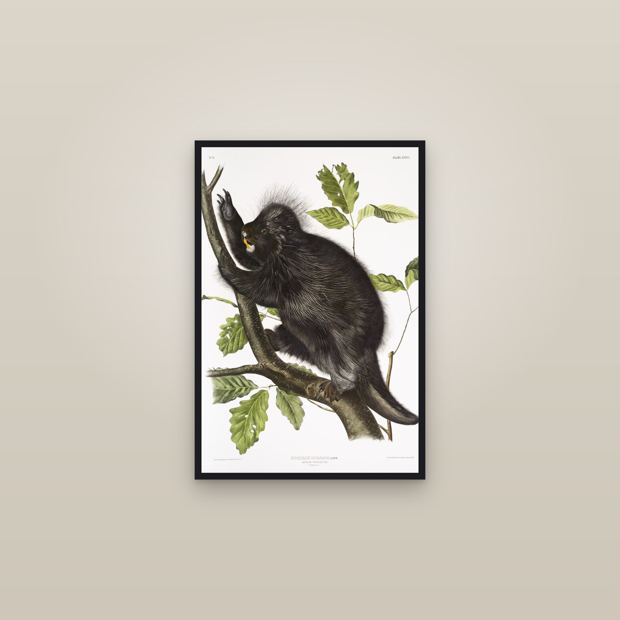 Canada Porcupine — framed in a gallery setting