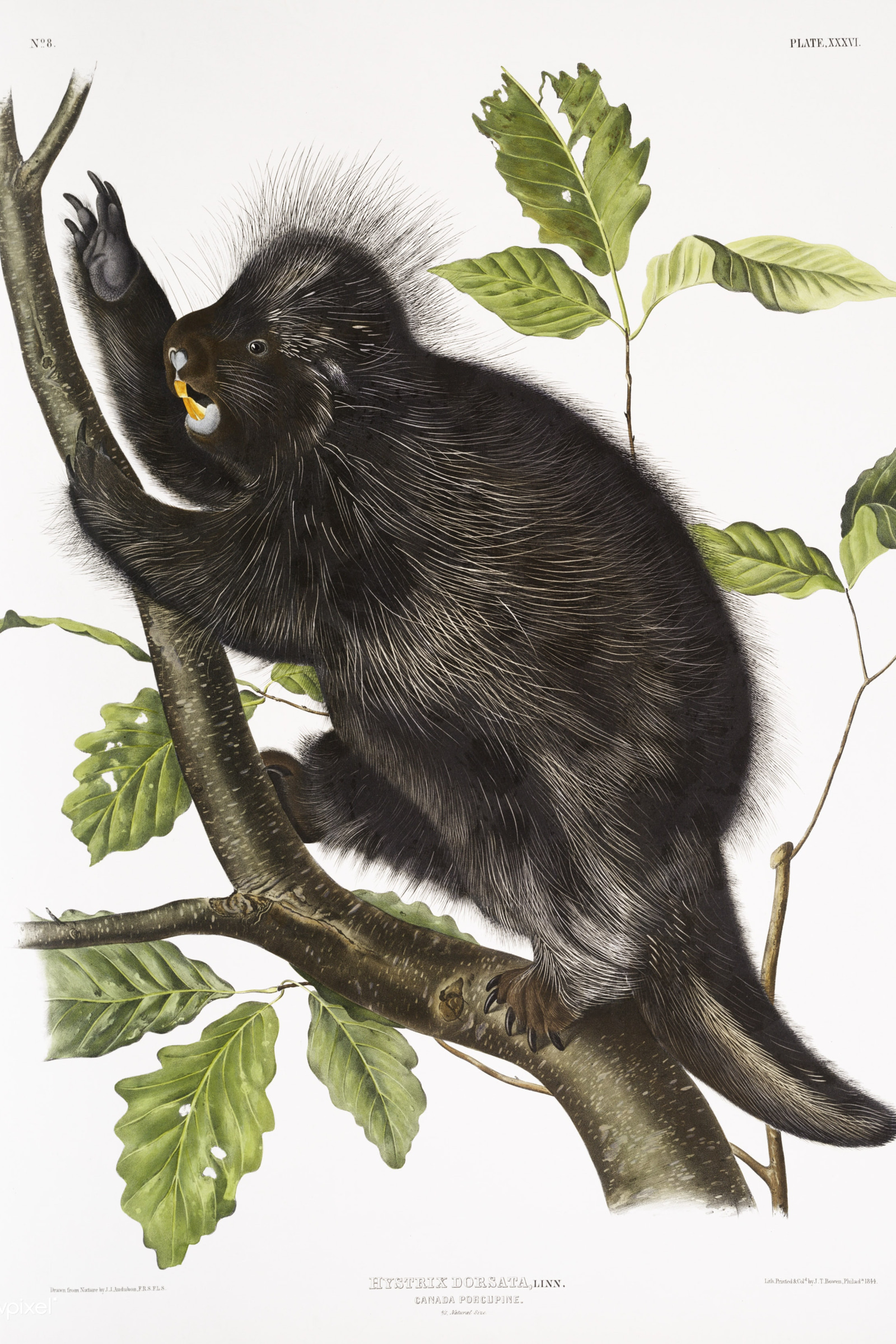 Canada Porcupine