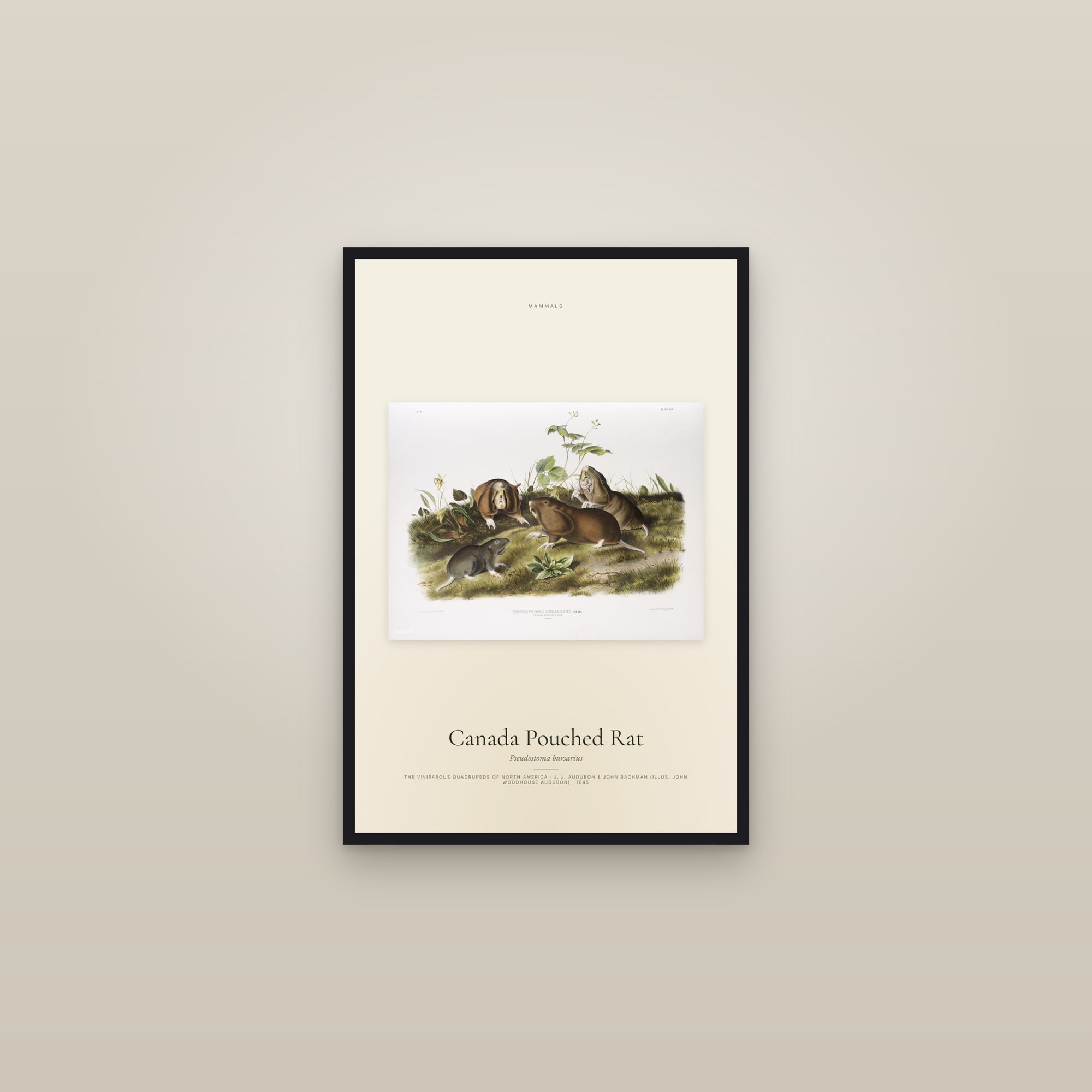 Canada Pouched Rat — framed in a gallery setting