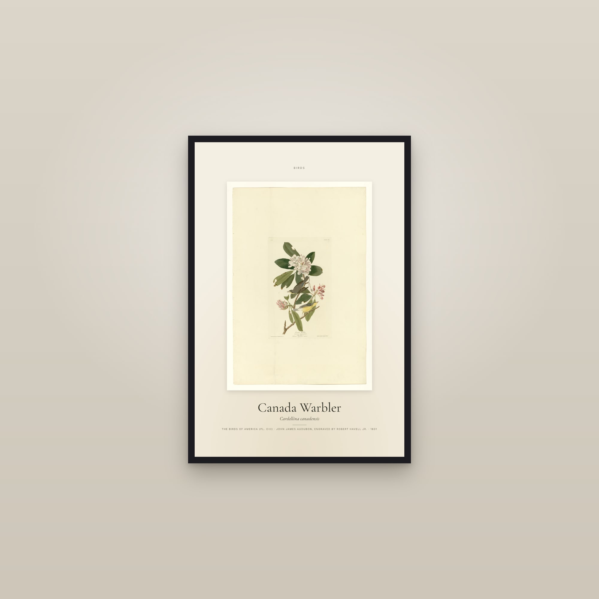 Canada Warbler — Specimen — framed in a gallery setting