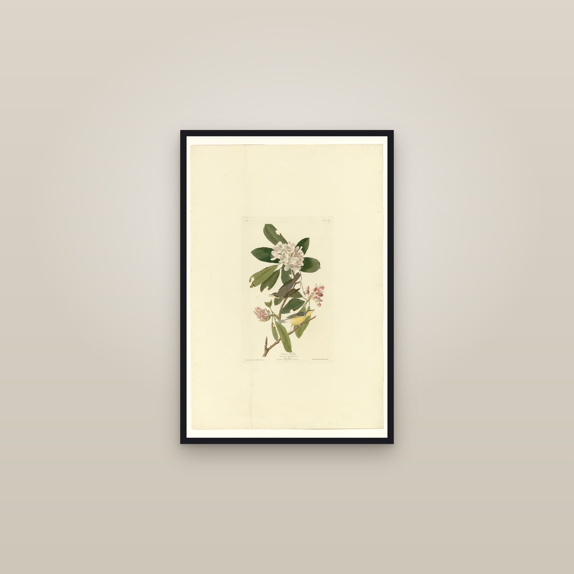 Canada Warbler — framed in a gallery setting