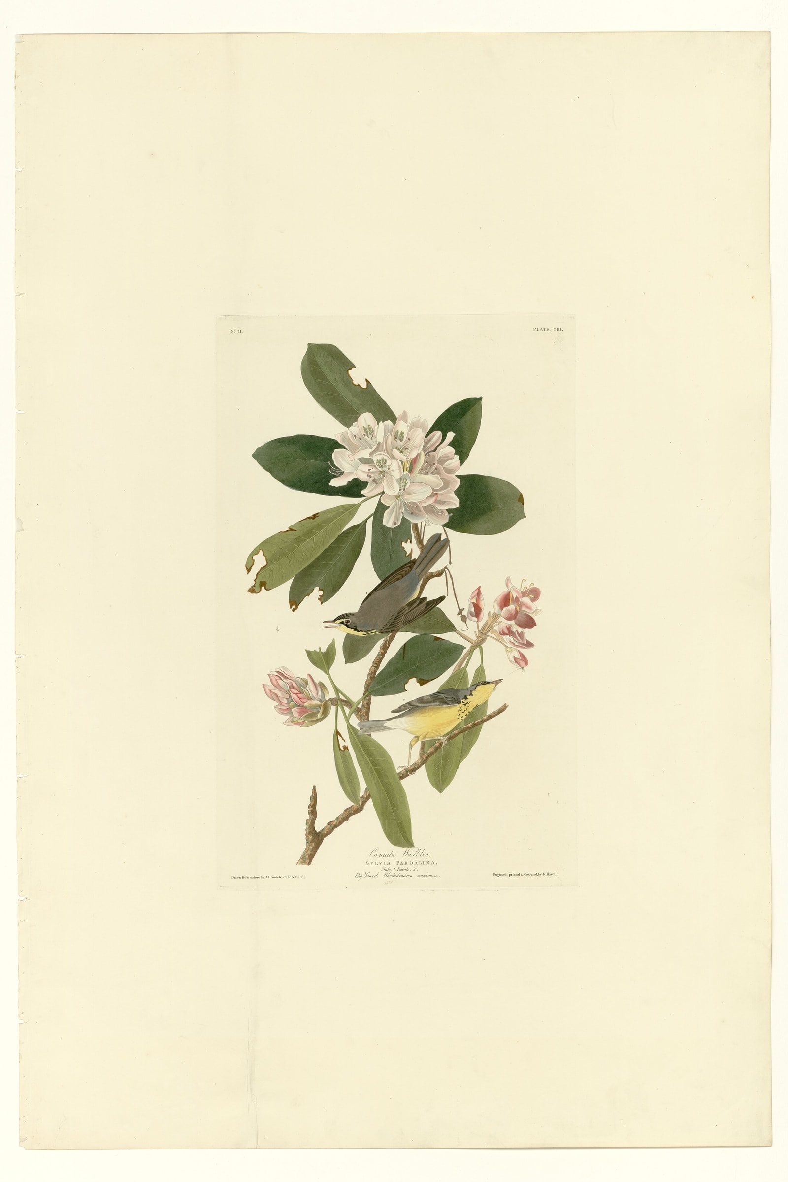 Canada Warbler