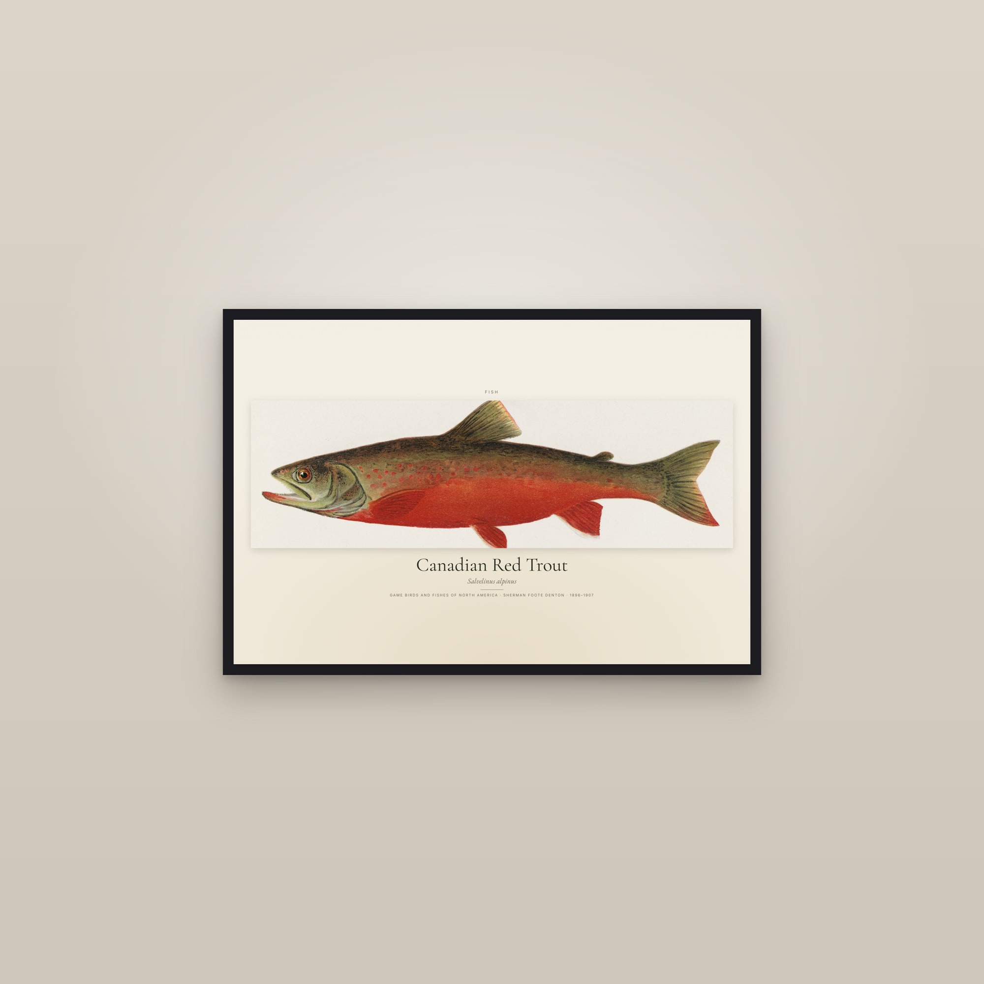Canadian Red Trout — framed in a gallery setting