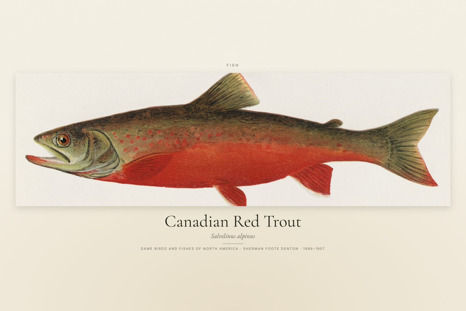 Canadian Red Trout