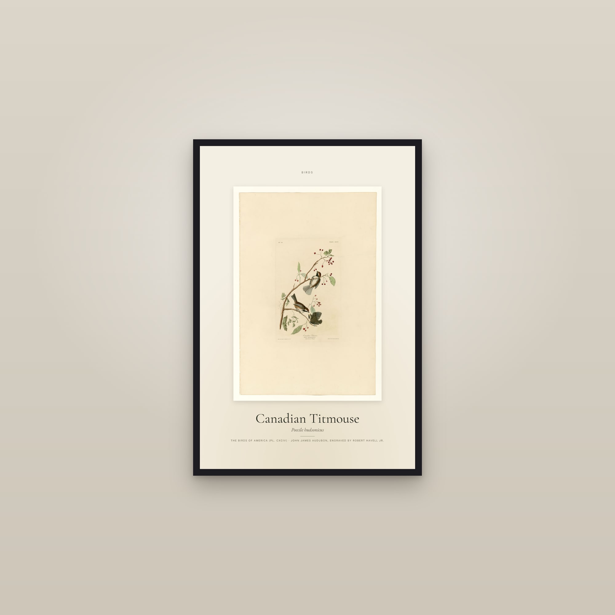 Canadian Titmouse — Specimen — framed in a gallery setting