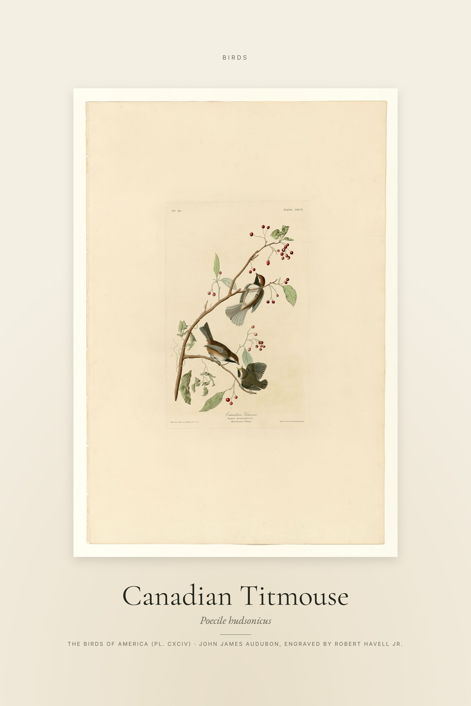 Canadian Titmouse — Specimen