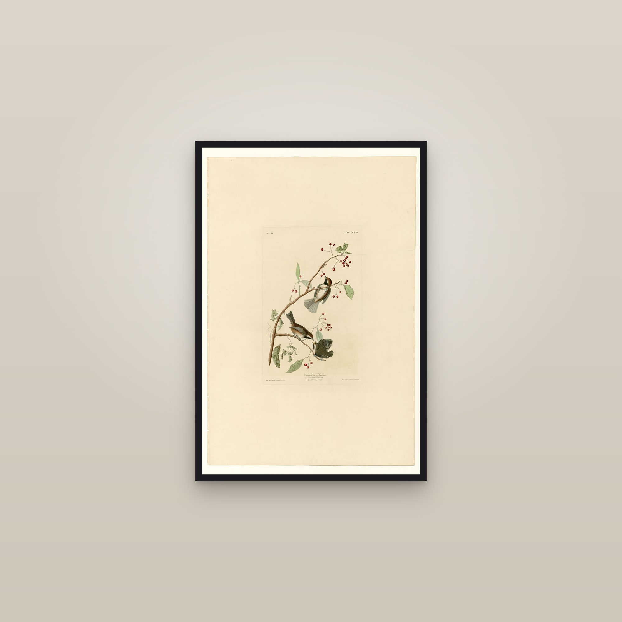 Canadian Titmouse — framed in a gallery setting