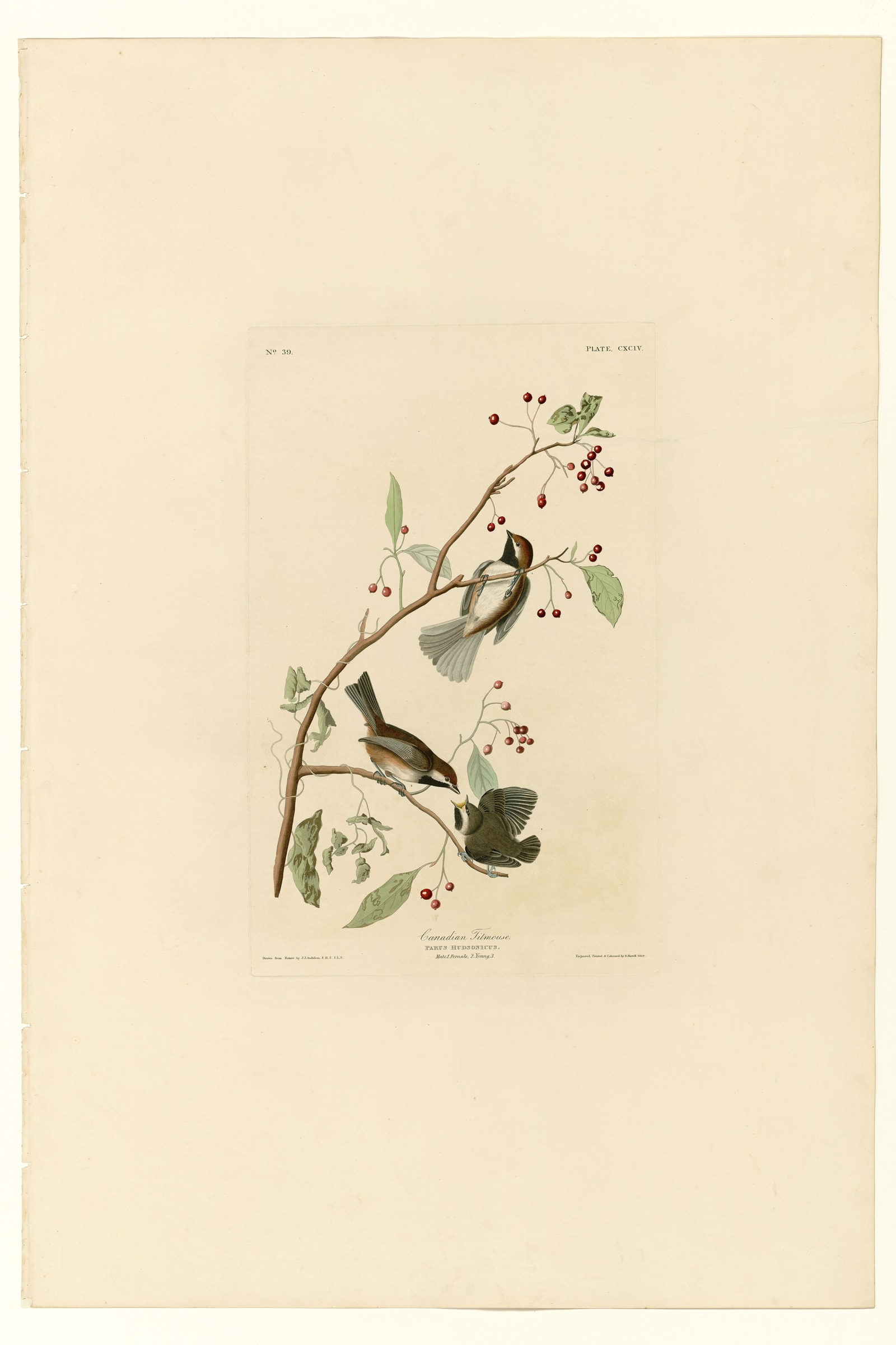 Canadian Titmouse