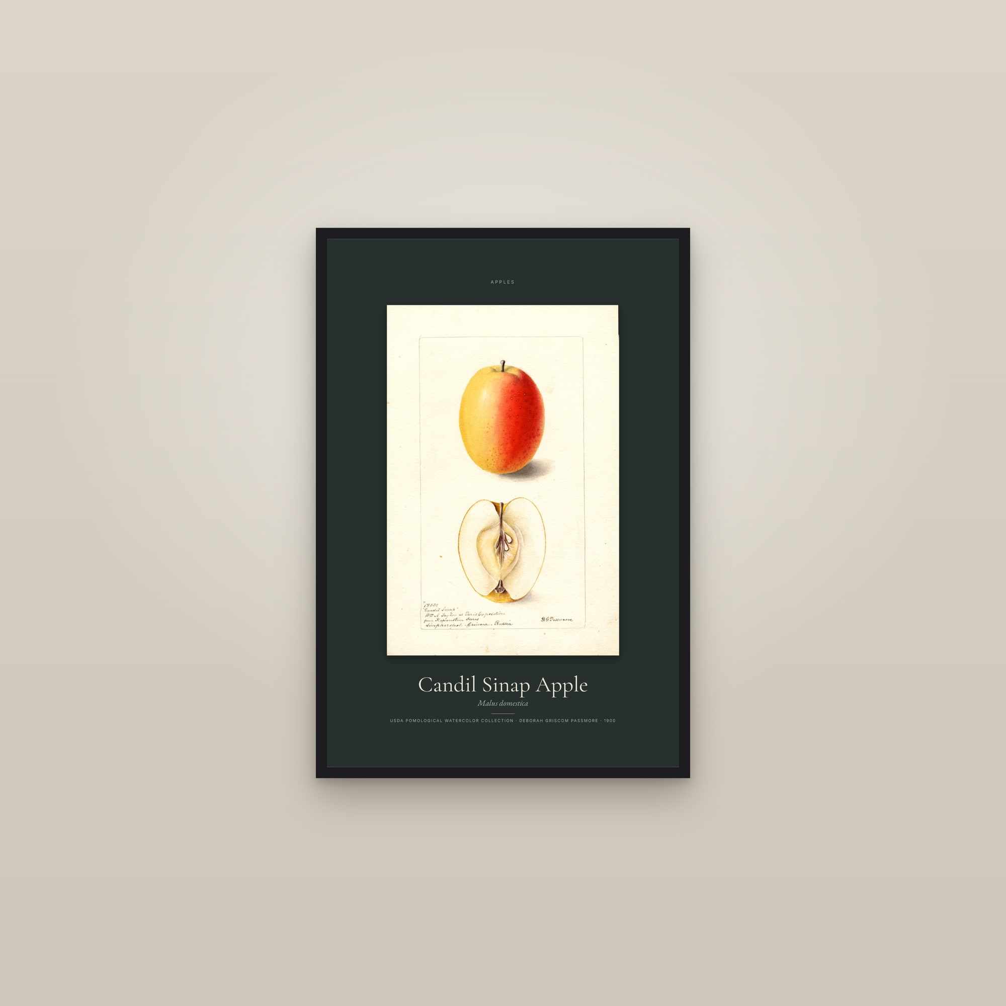 Candil Sinap Apple — Specimen — framed in a gallery setting
