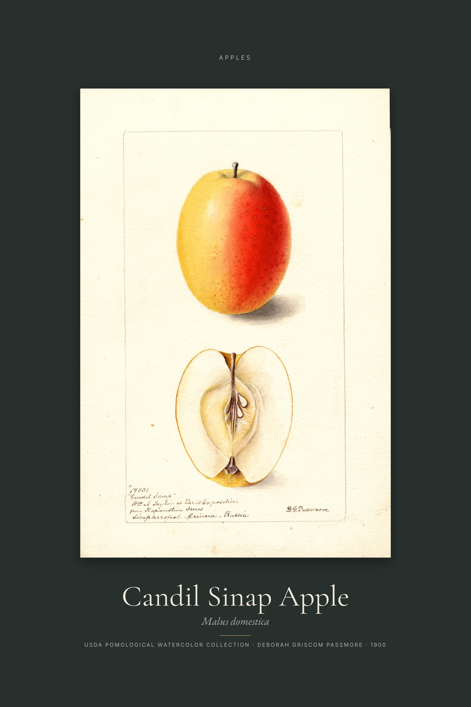 Candil Sinap Apple — Specimen