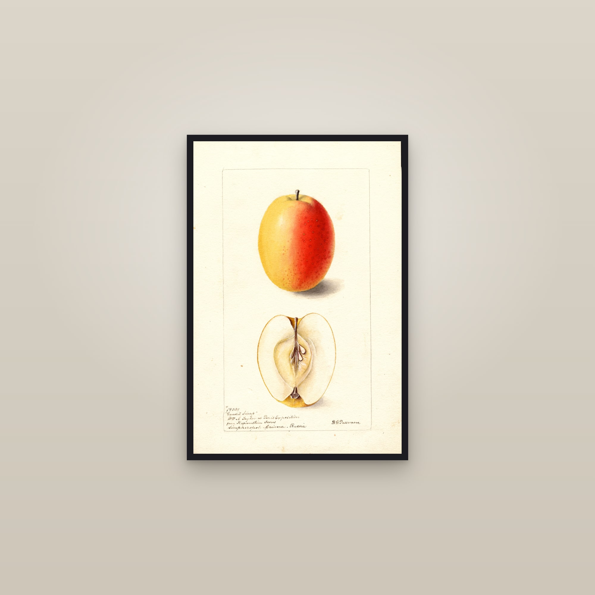 Candil Sinap Apple — framed in a gallery setting