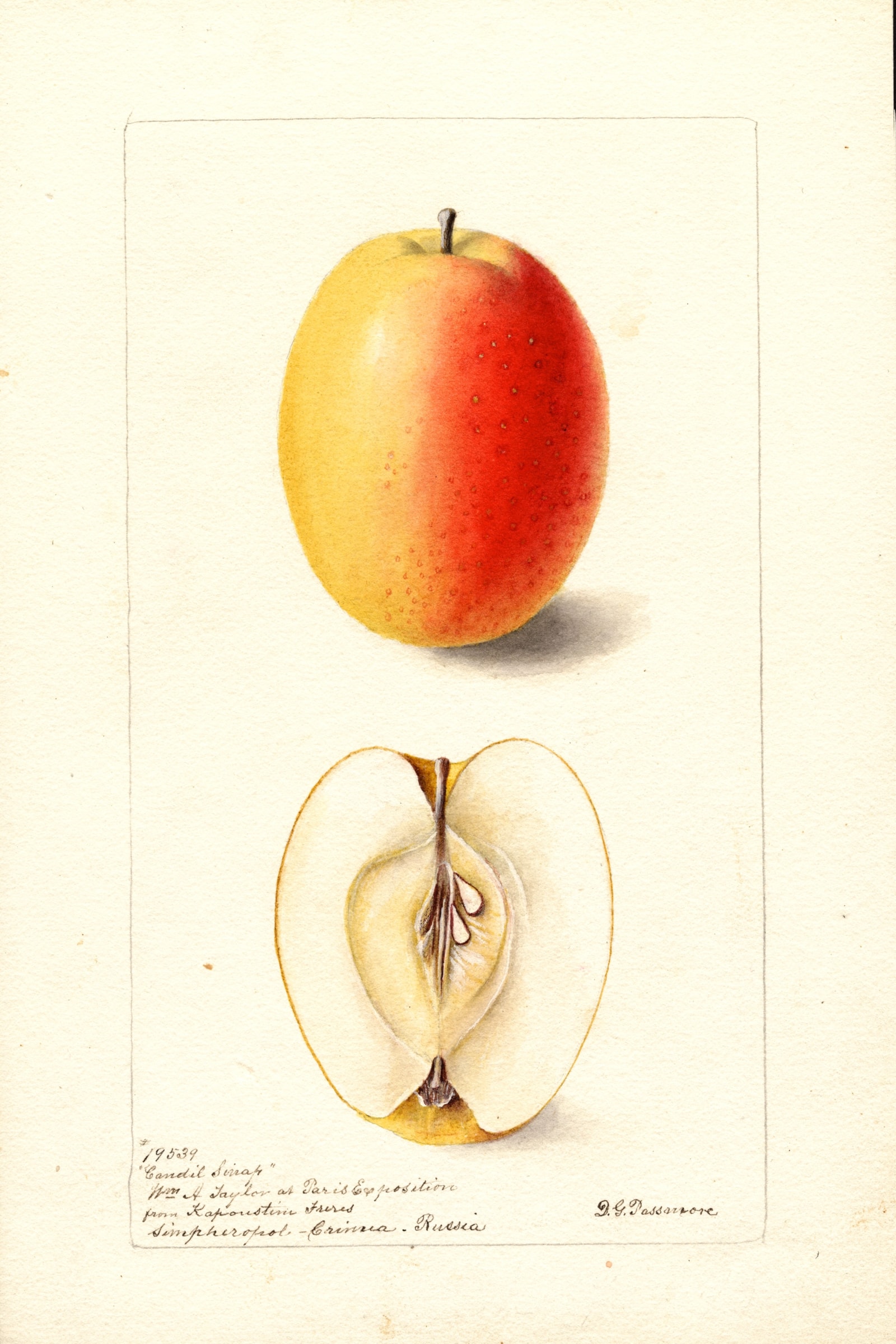 Candil Sinap Apple