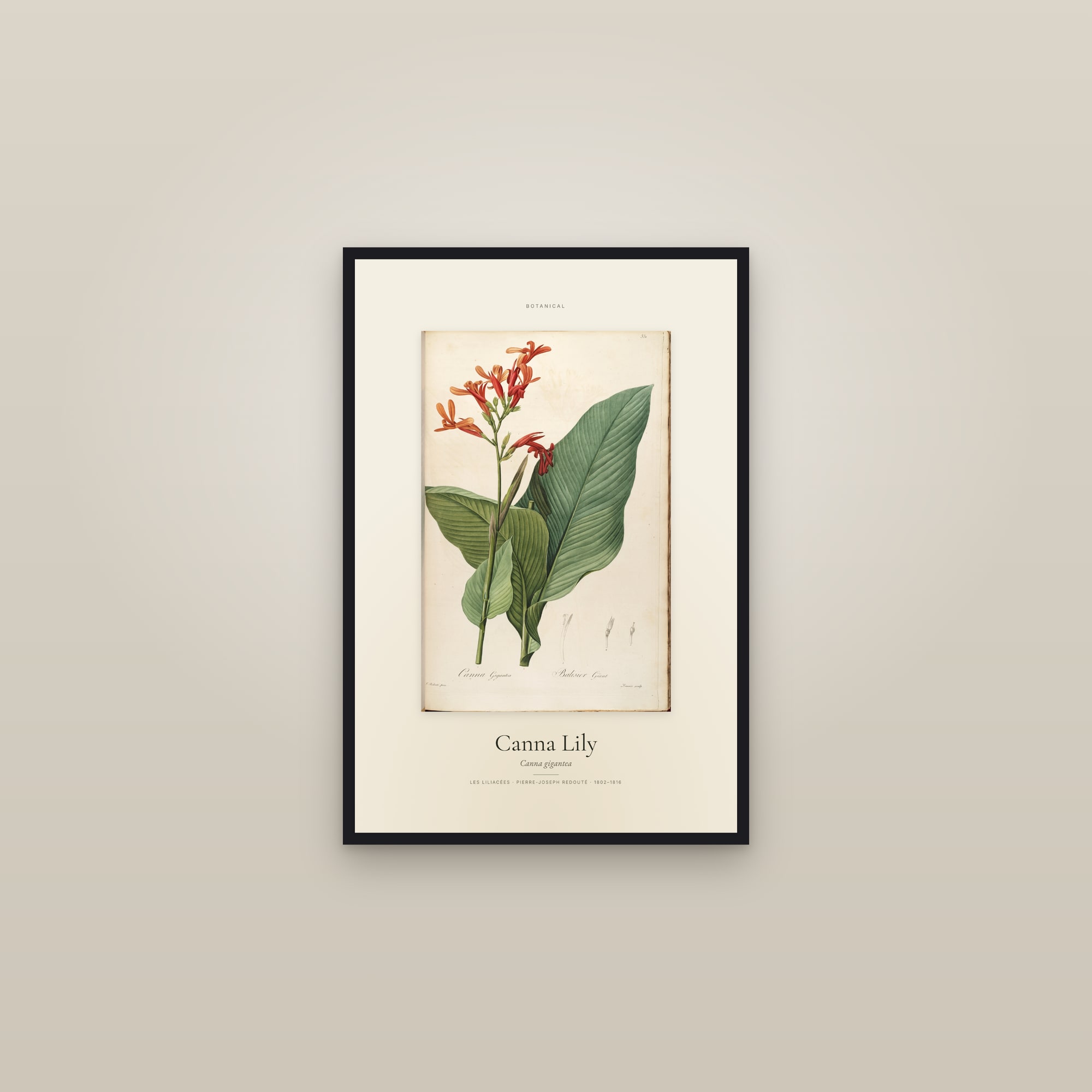 Canna Lily — Specimen — framed in a gallery setting