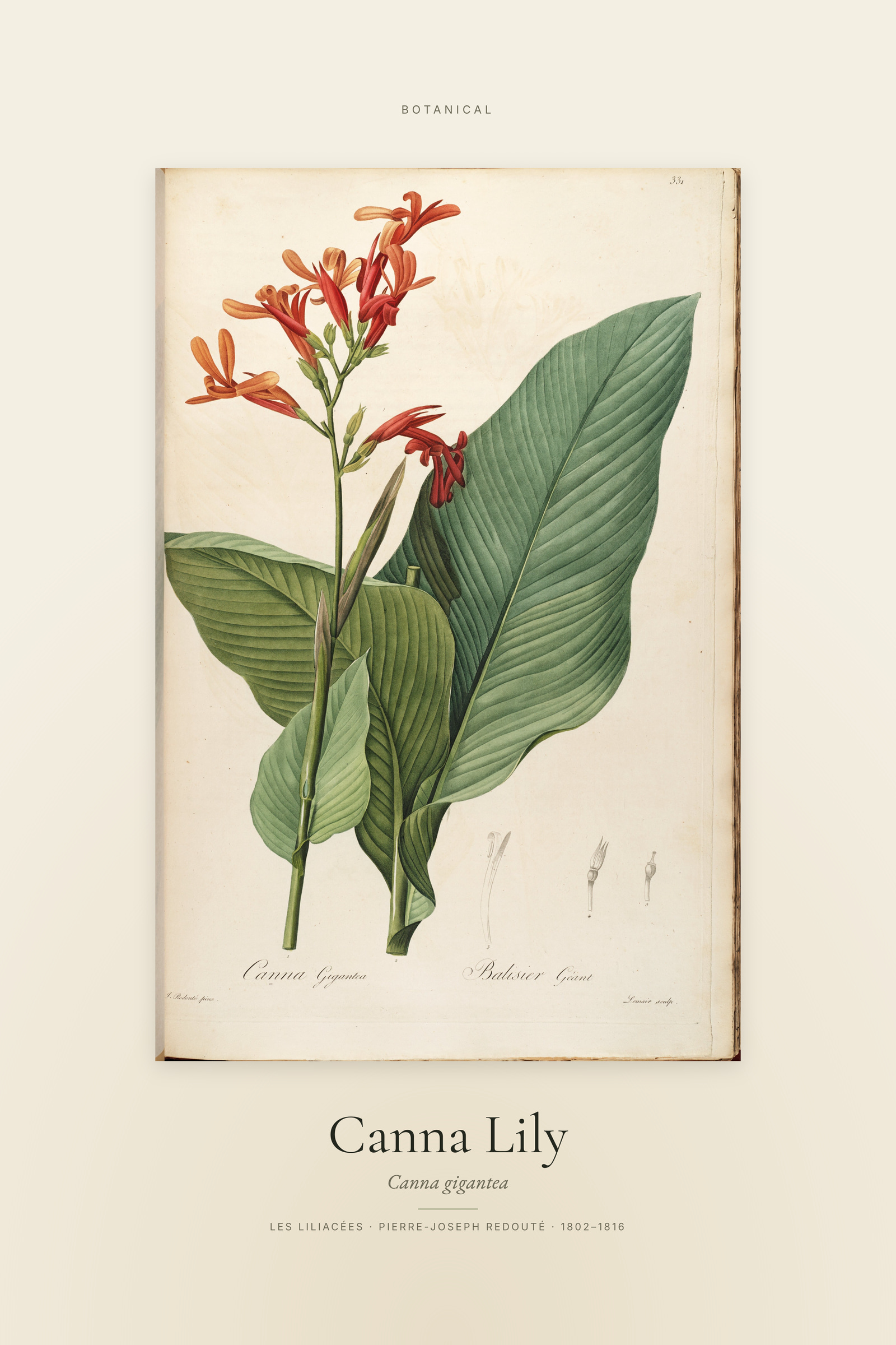 Canna Lily — Specimen