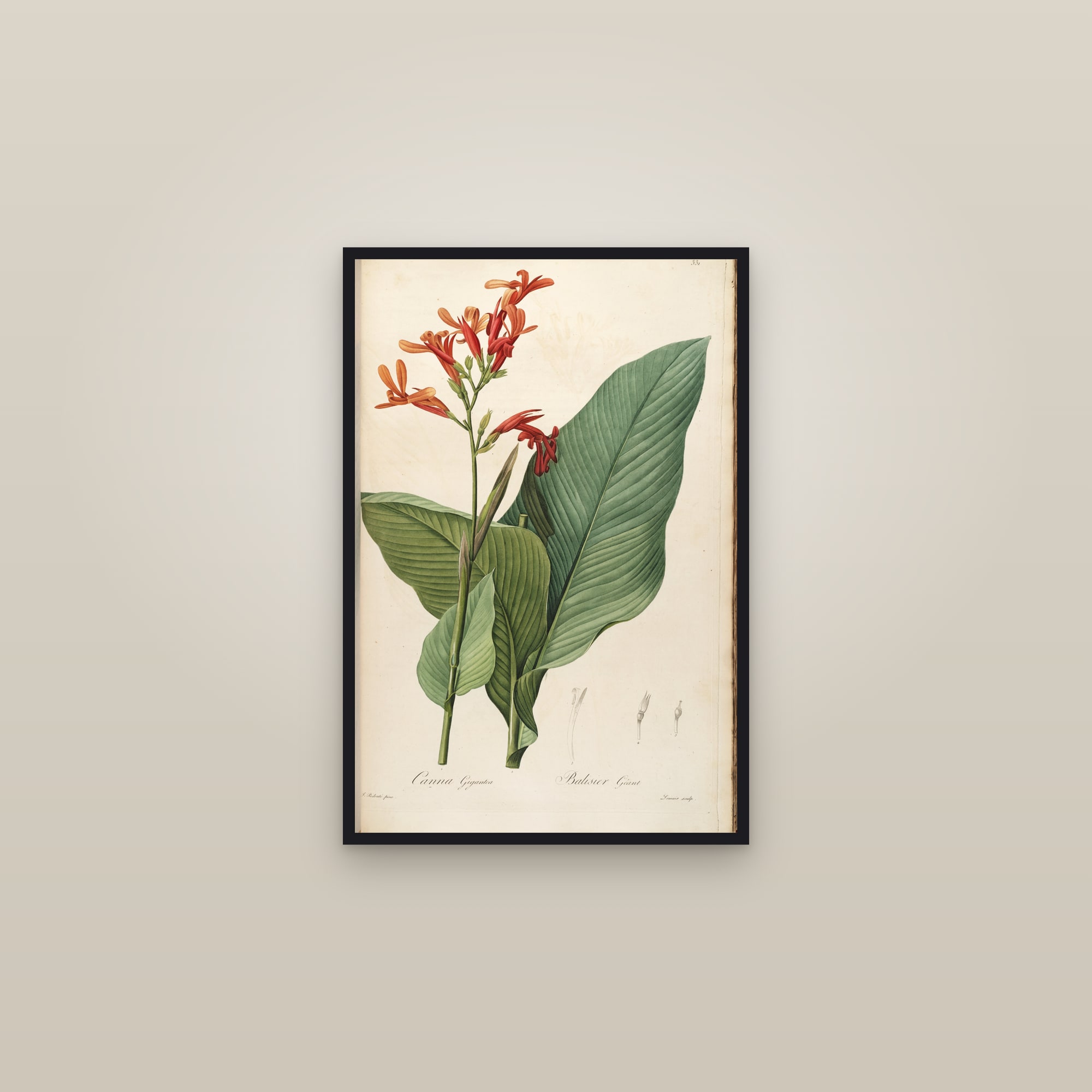 Canna Lily — framed in a gallery setting