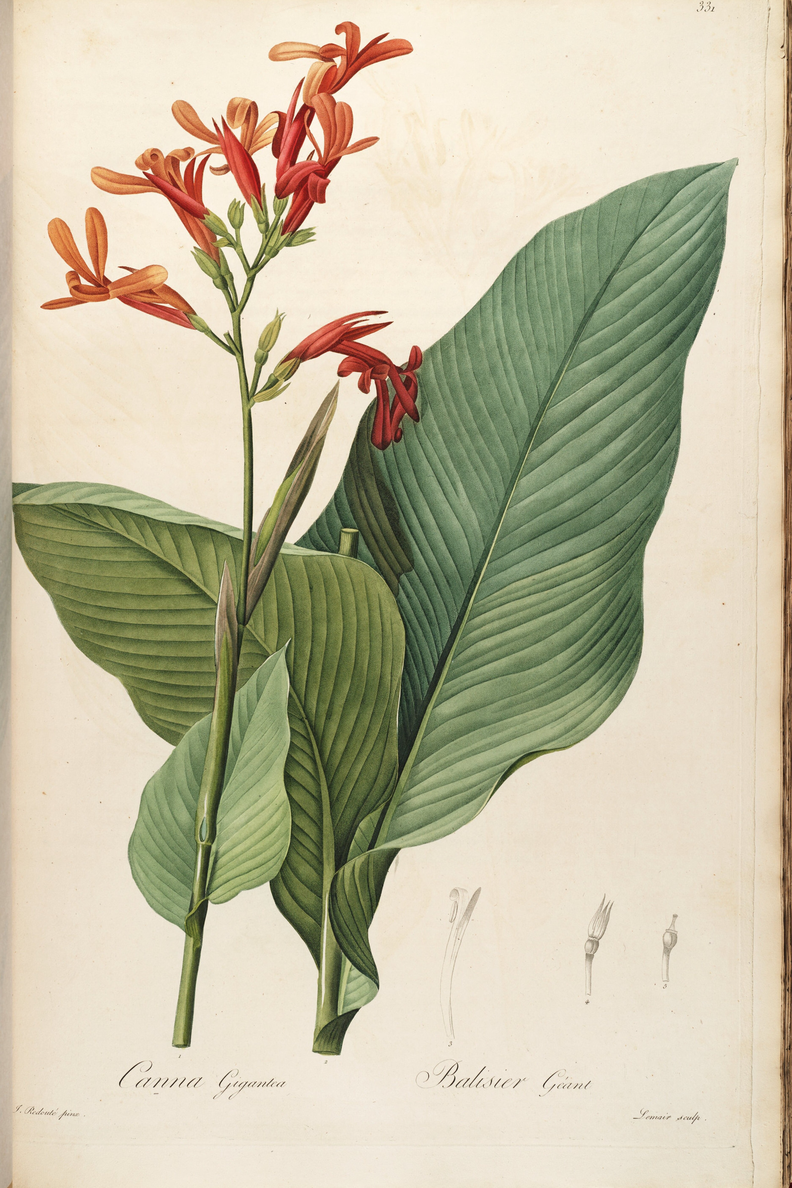 Canna Lily