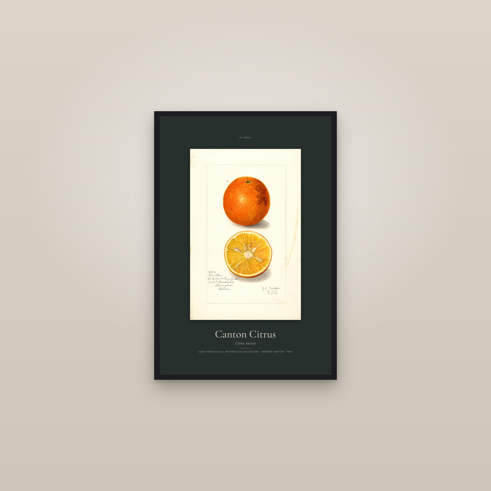 Canton Citrus — Specimen — framed in a gallery setting