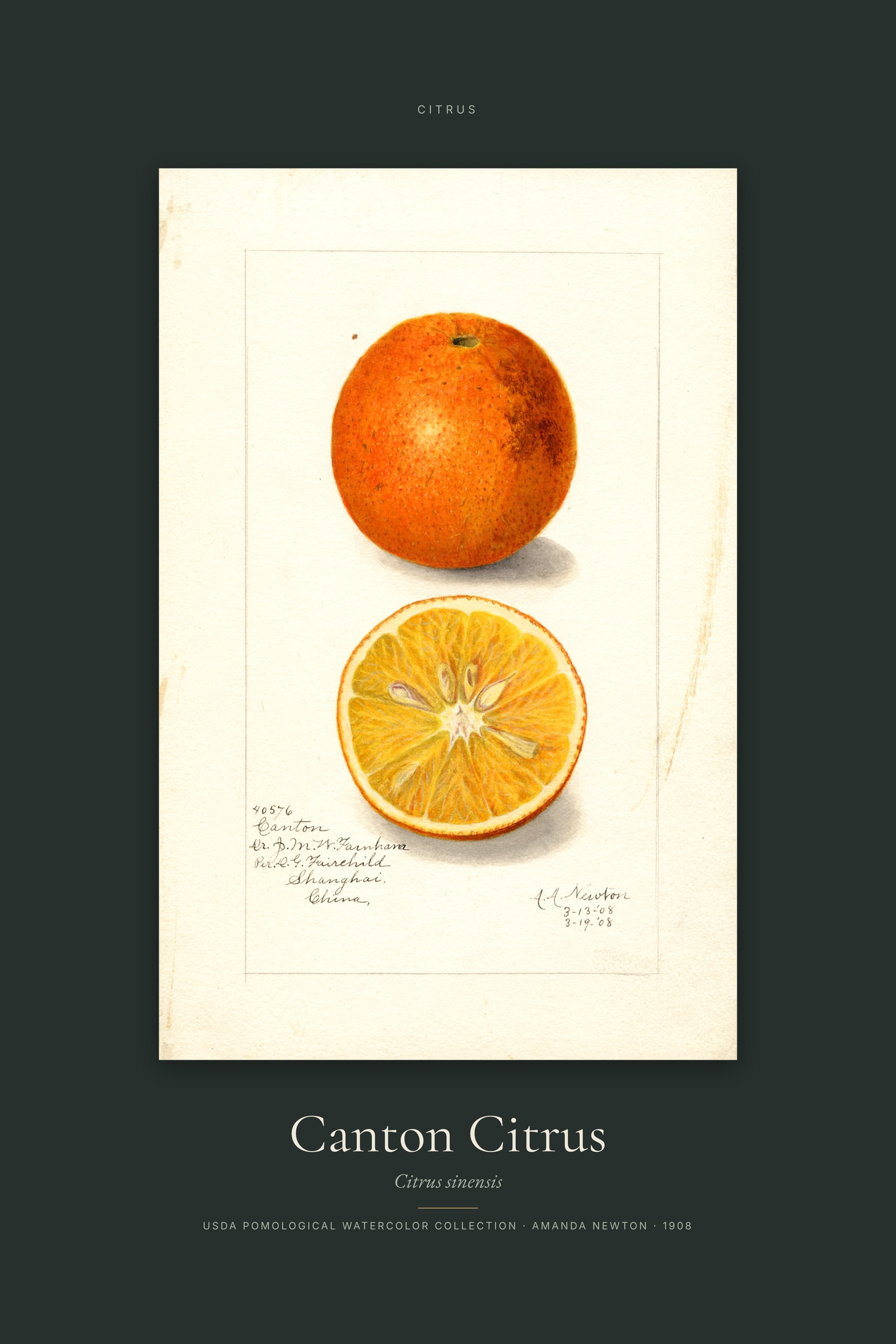 Canton Citrus — Specimen
