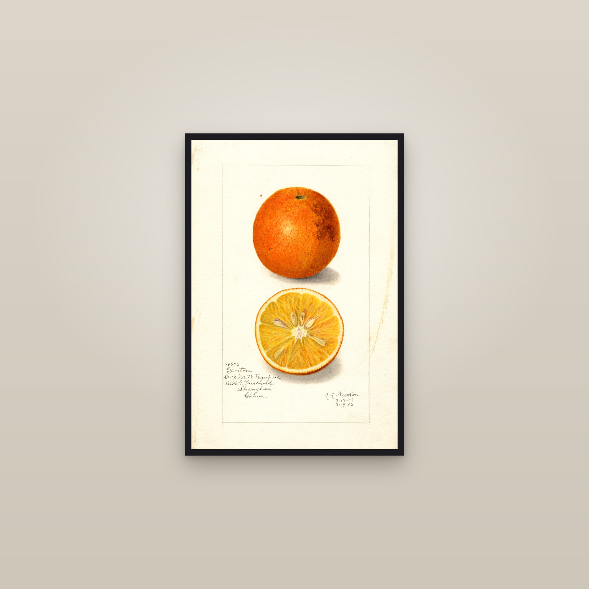 Canton Citrus — framed in a gallery setting