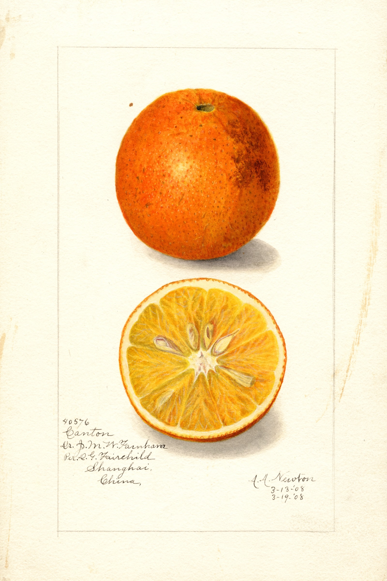 Canton Citrus