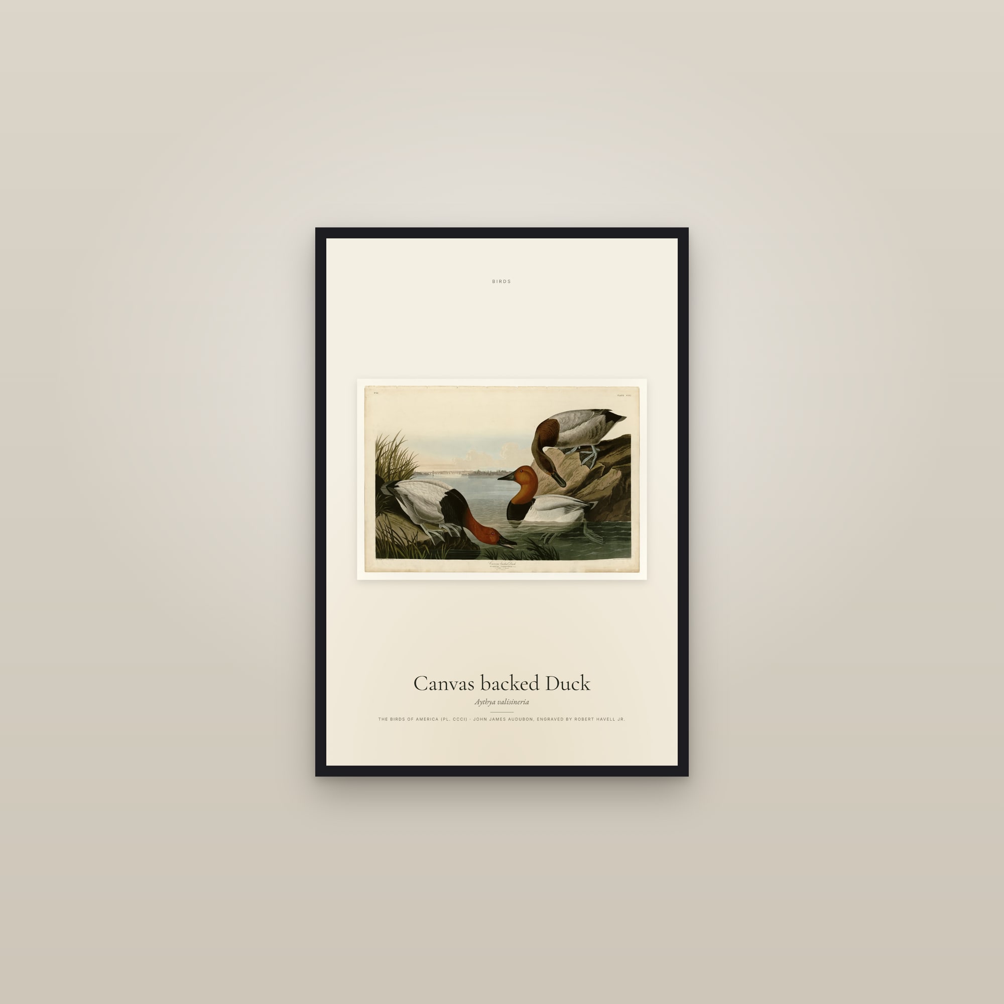 Canvas backed Duck — framed in a gallery setting