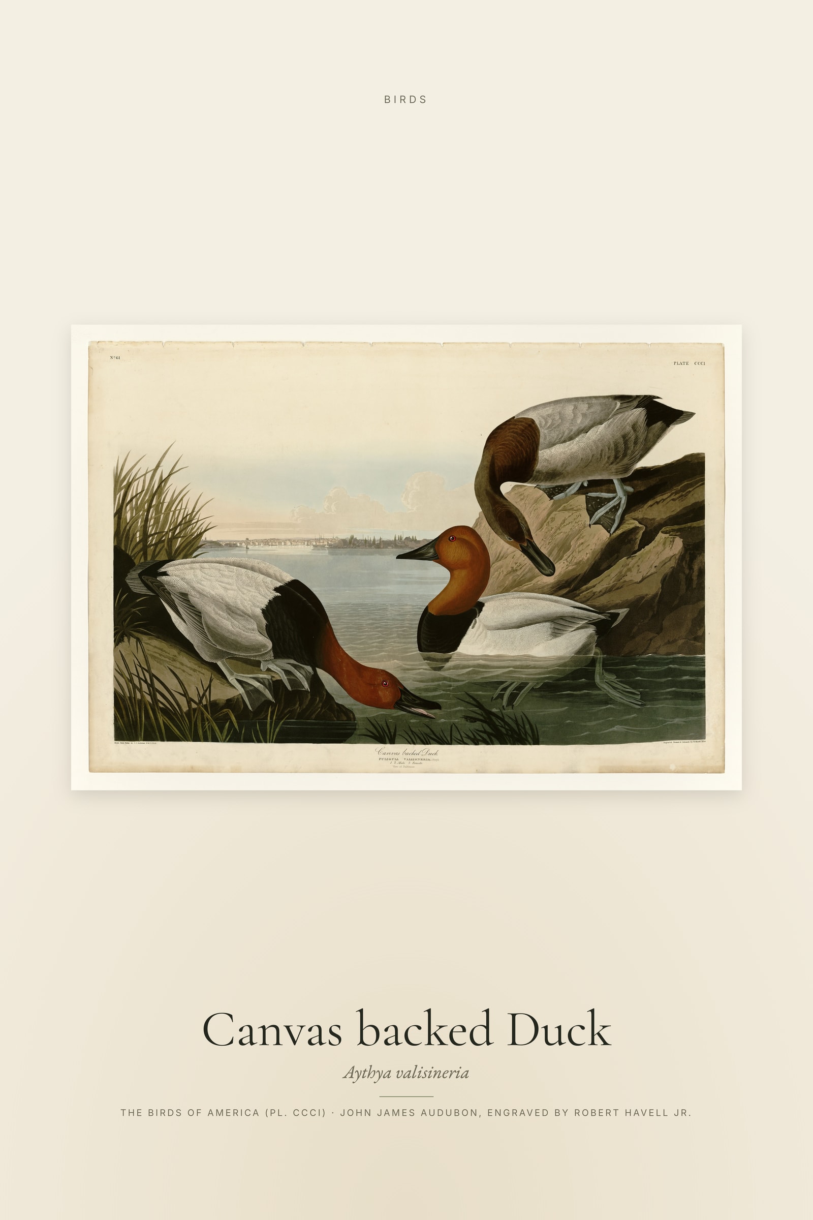 Canvas backed Duck