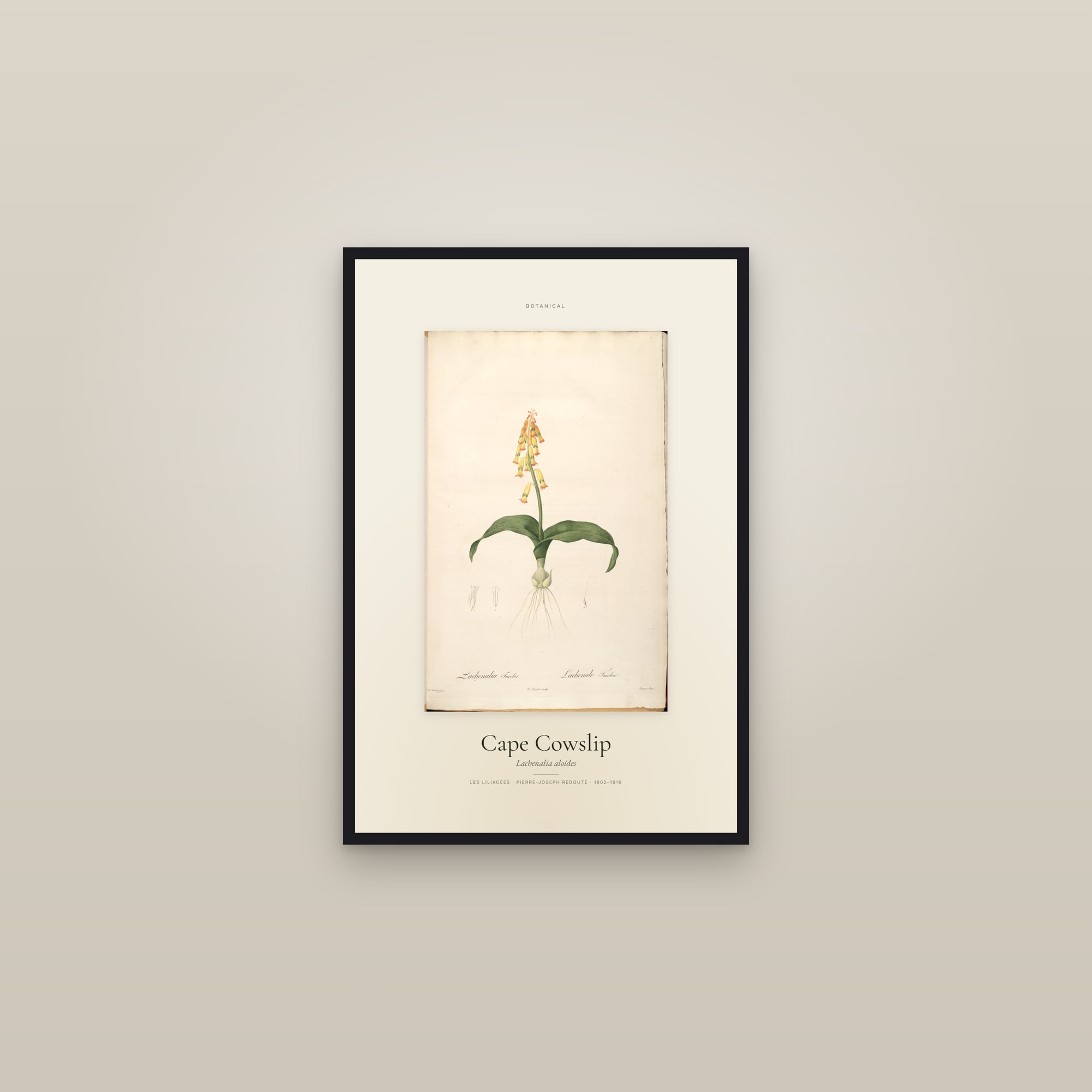 Cape Cowslip — Specimen — framed in a gallery setting