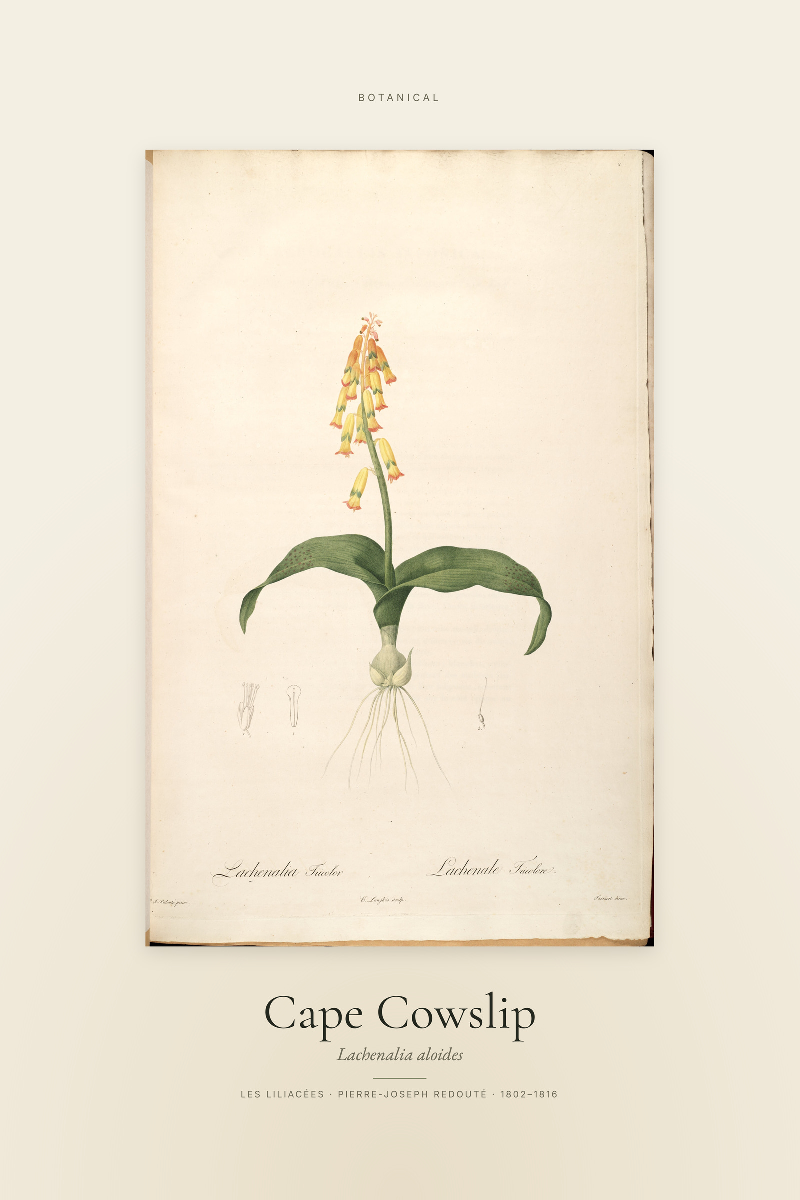 Cape Cowslip — Specimen