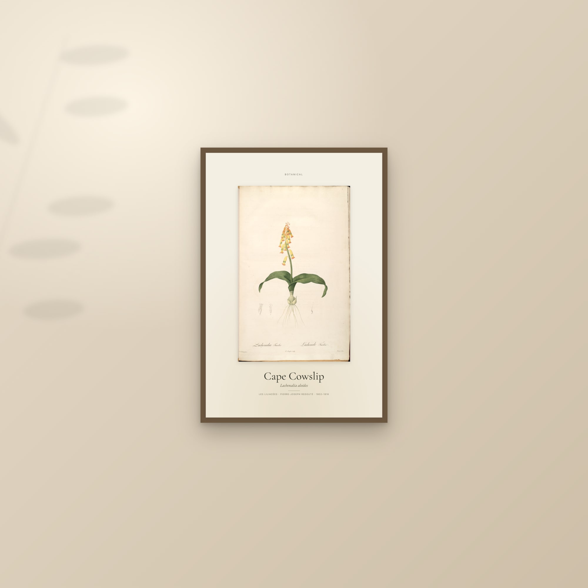Cape Cowslip — Specimen — framed and styled on a sunlit wall