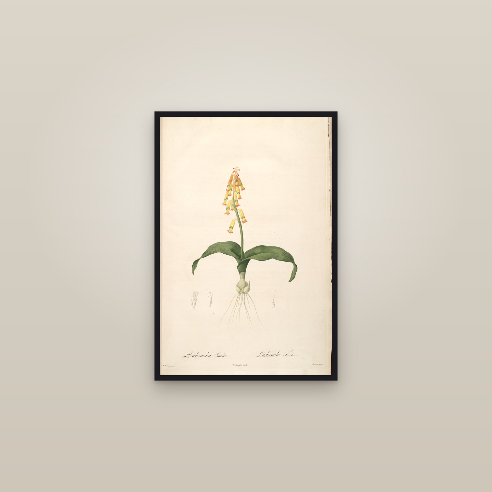 Cape Cowslip — framed in a gallery setting