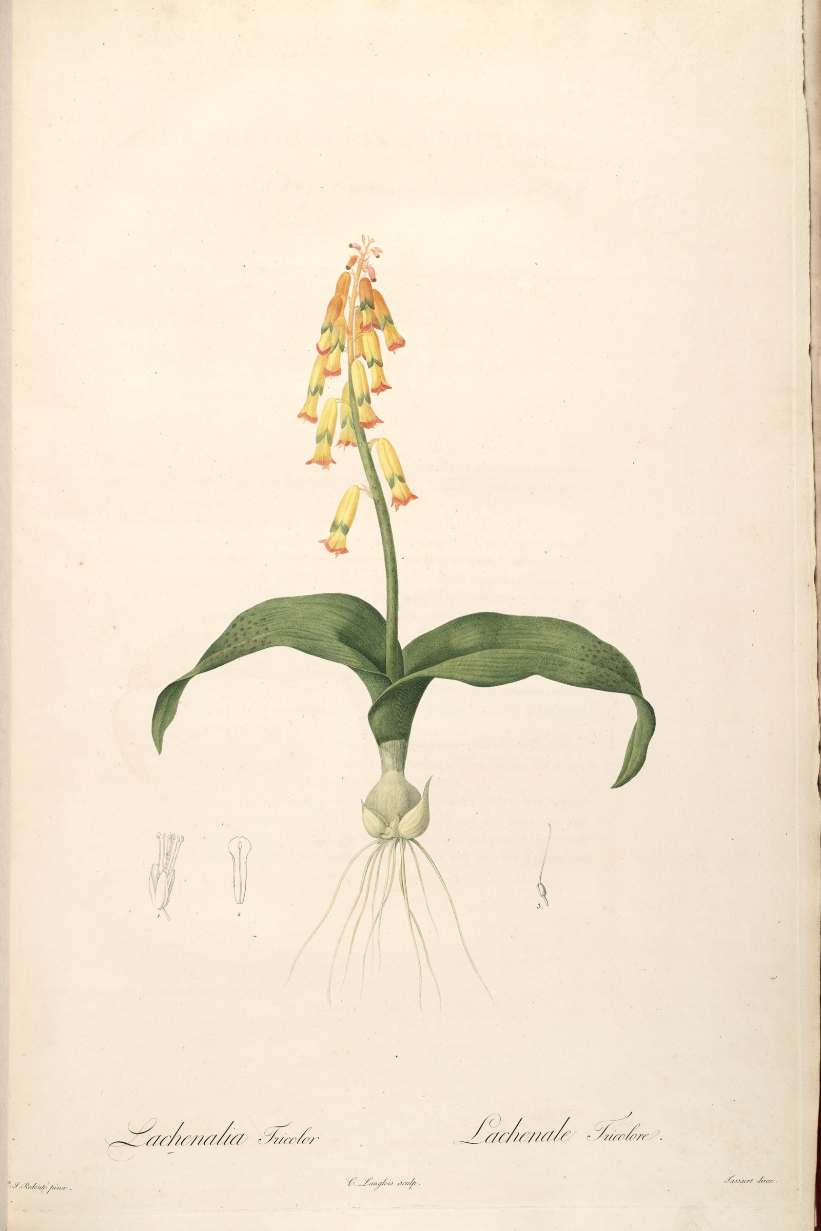 Cape Cowslip