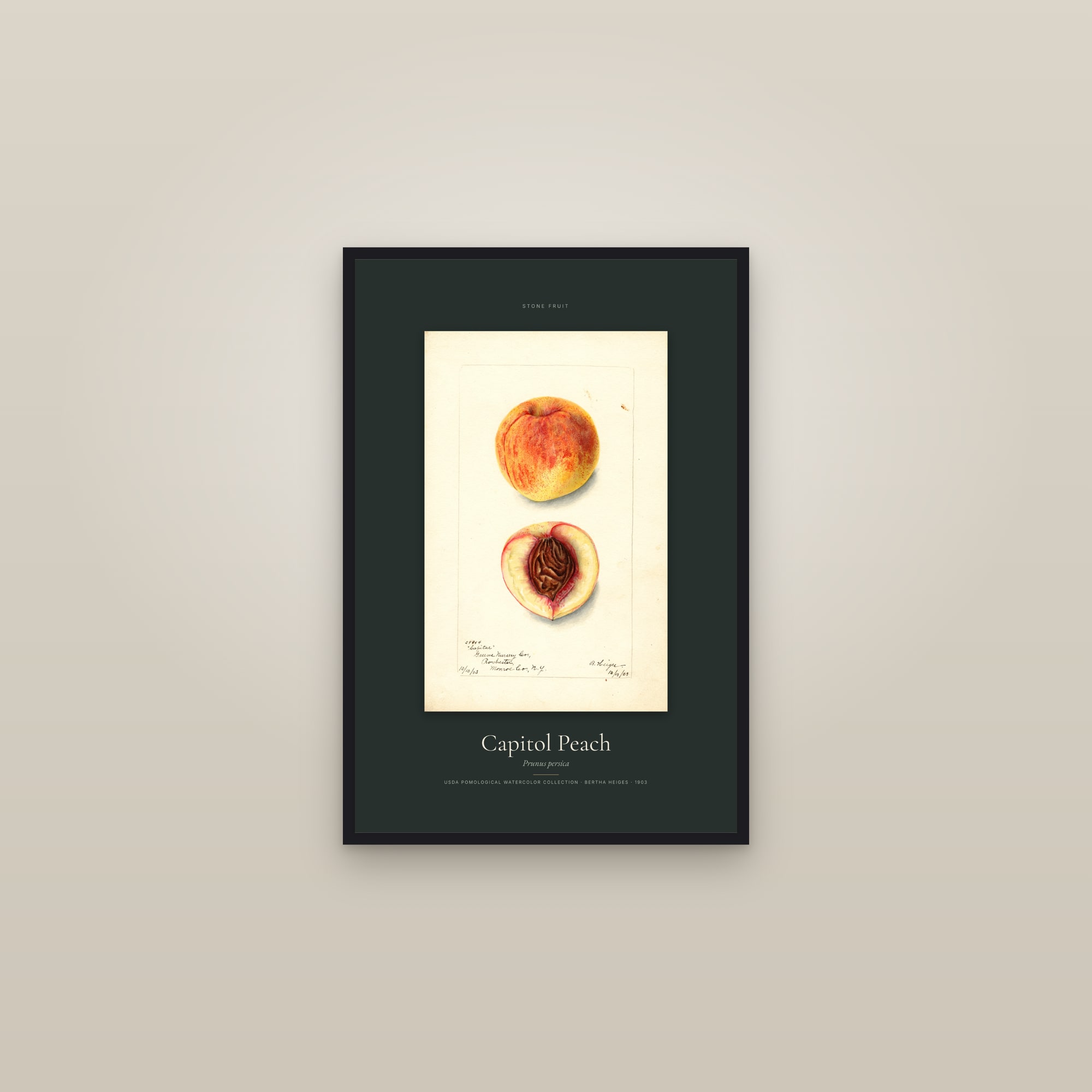 Capitol Peach — Specimen — framed in a gallery setting
