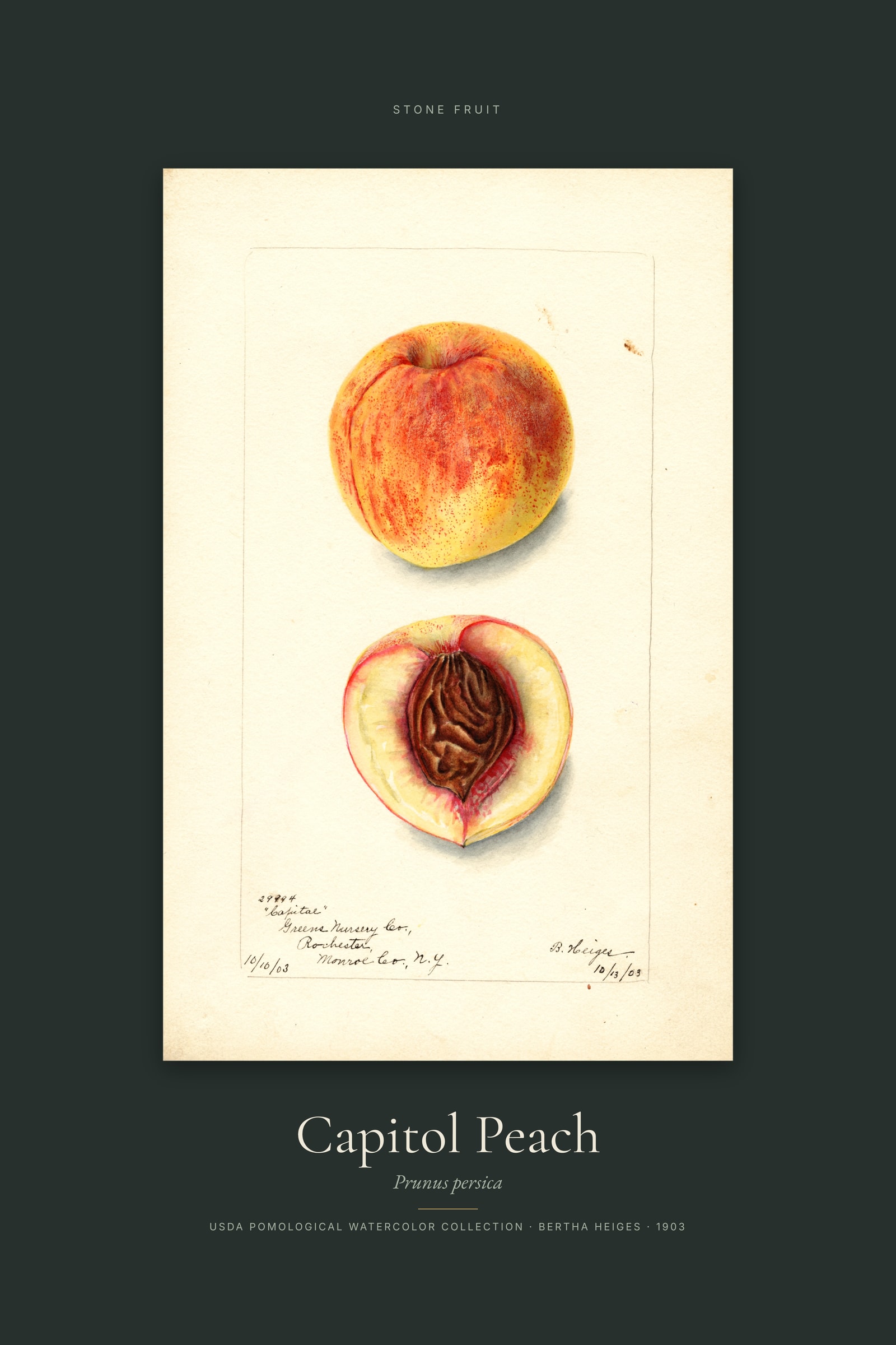 Capitol Peach — Specimen