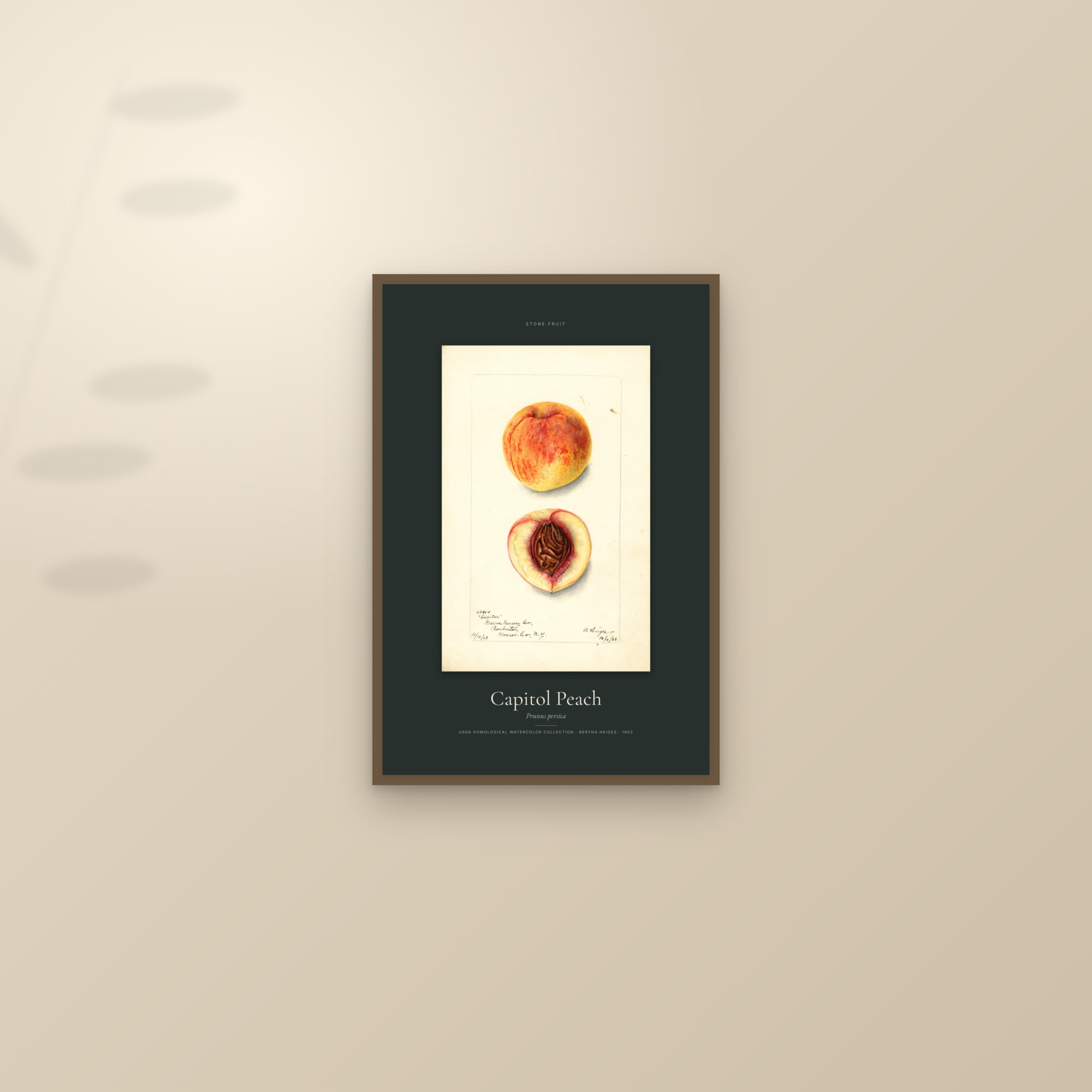 Capitol Peach — Specimen — framed and styled on a sunlit wall